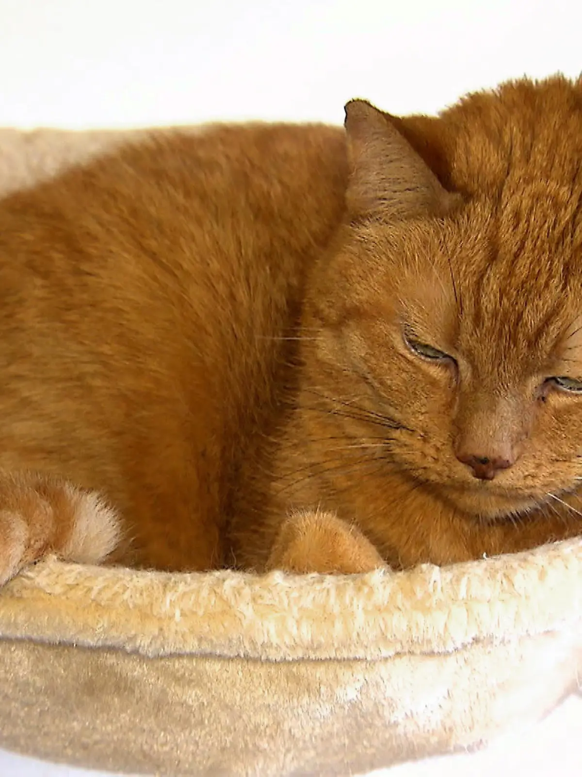 Birga Asthma-Katze.VOX