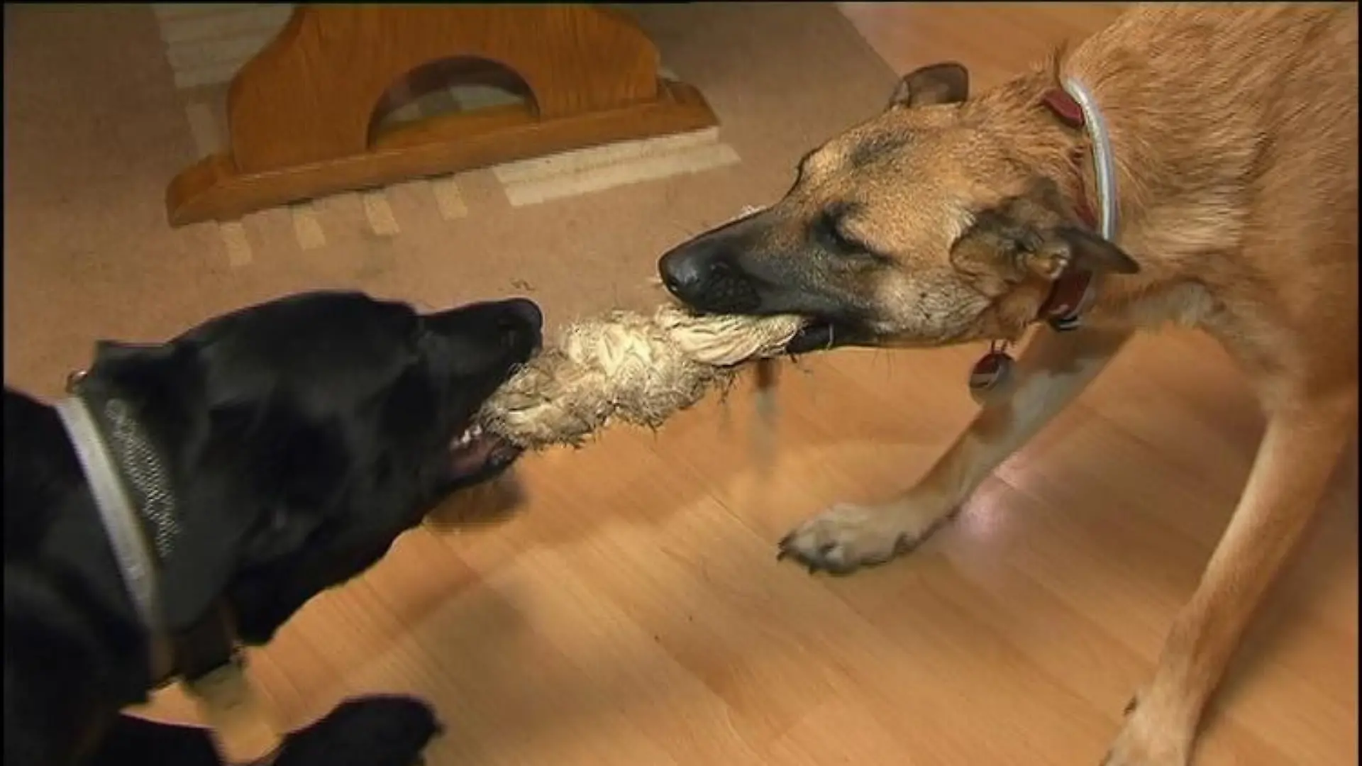 hundeprofi hunde kämpfen
