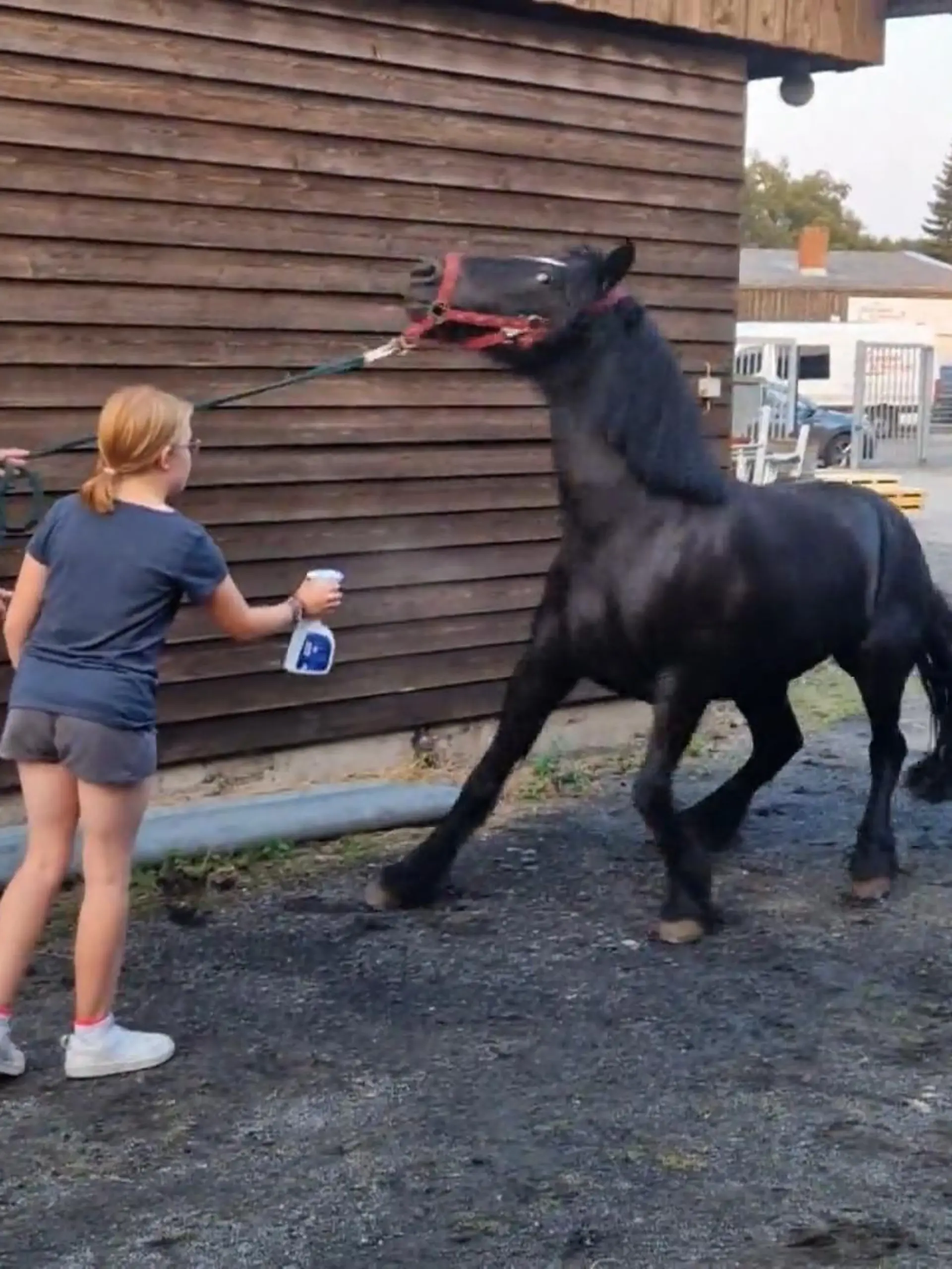 Bild zu: "Maries Pony büxt immer wieder aus"