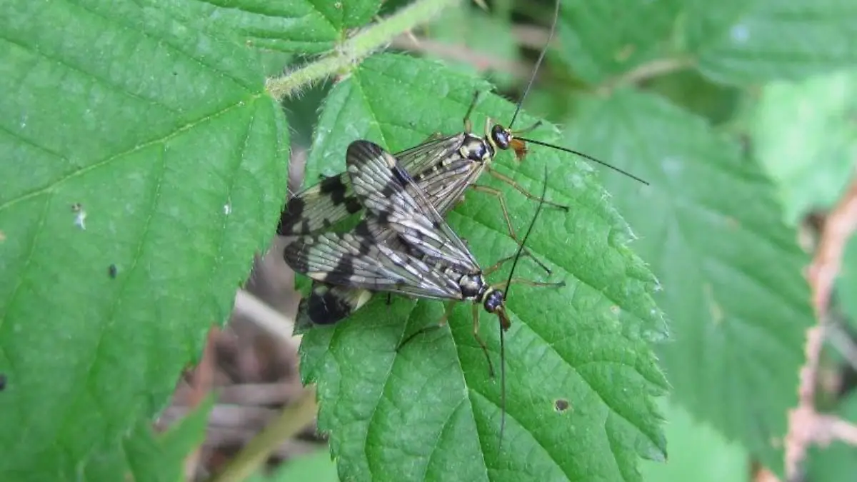 Fliegen