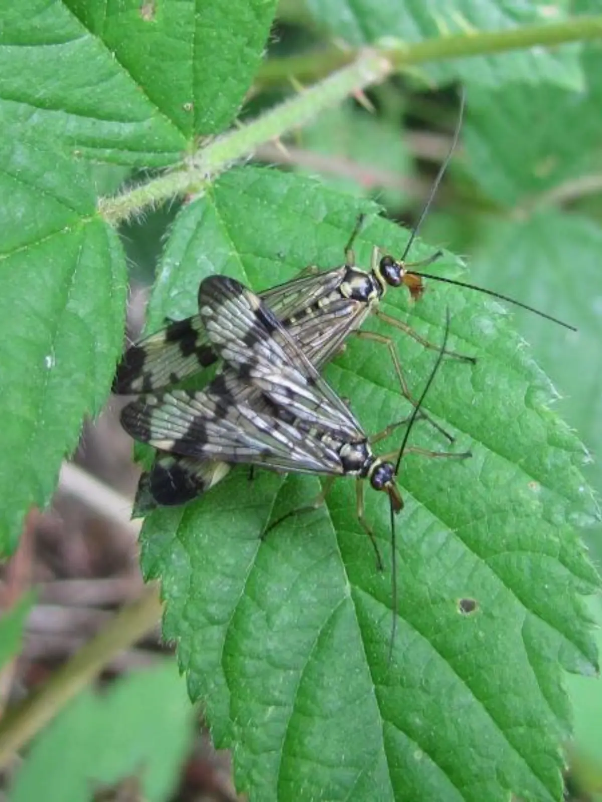 Fliegen