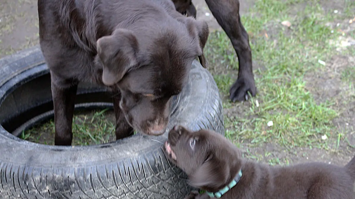 Hundemutter Elli und Dolph toben gemeinsam im Garten.