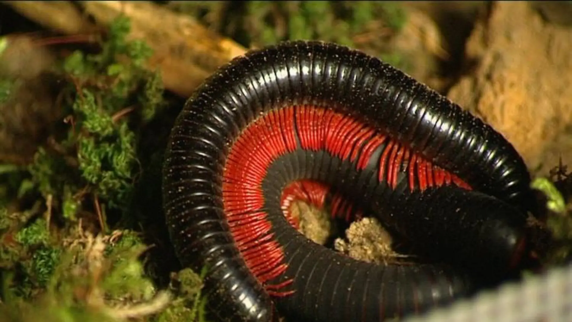 tiergeschichten2 tausendfüßer close