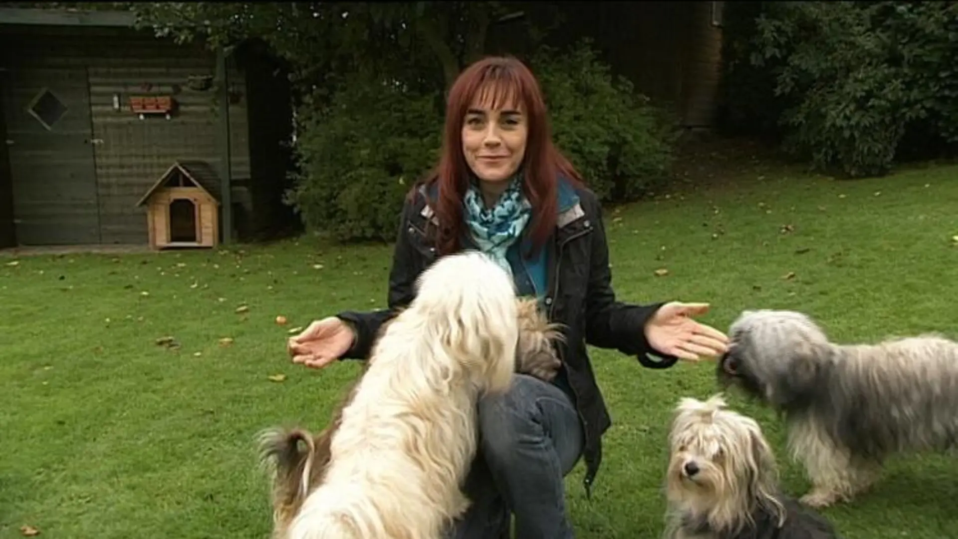 Tiergeschichten 1 Diana und Havaneser