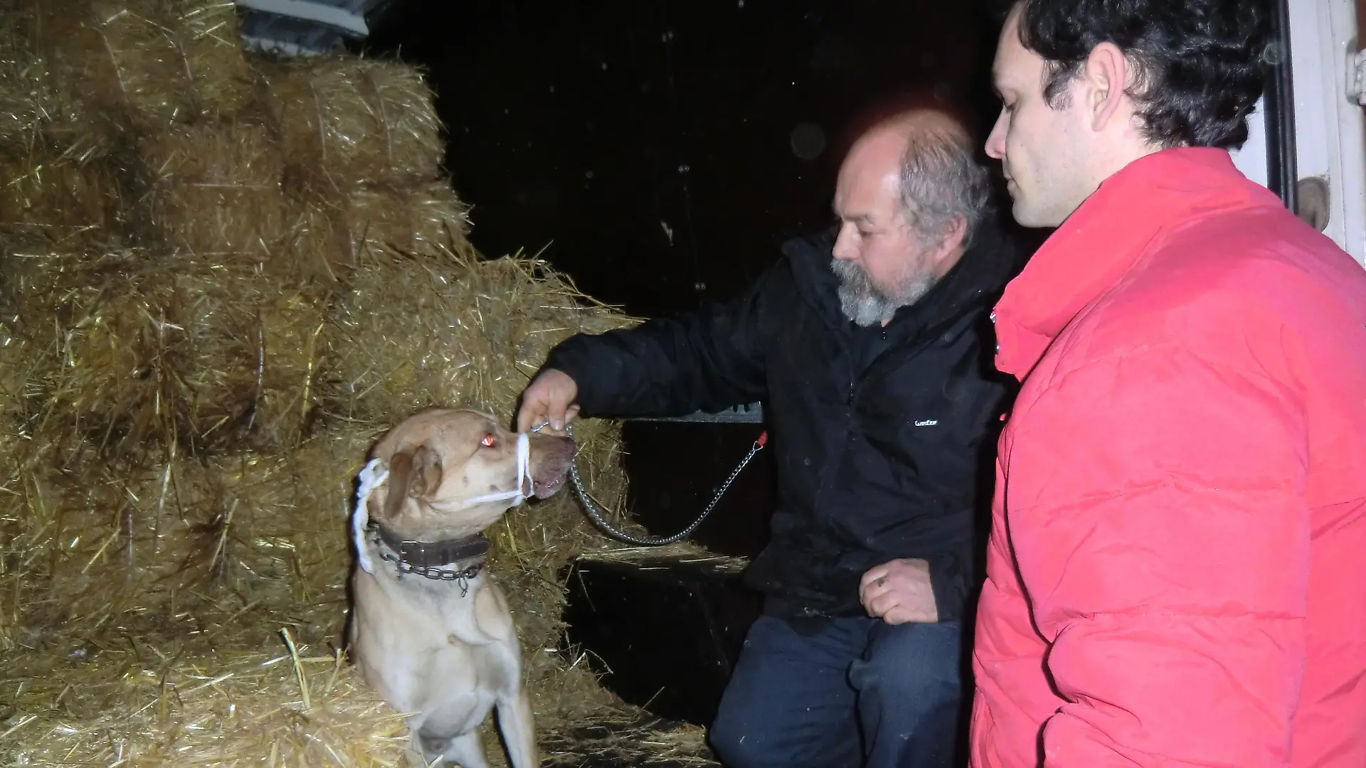 Tiergeschichten3 - Lahmender Hund eingefangen