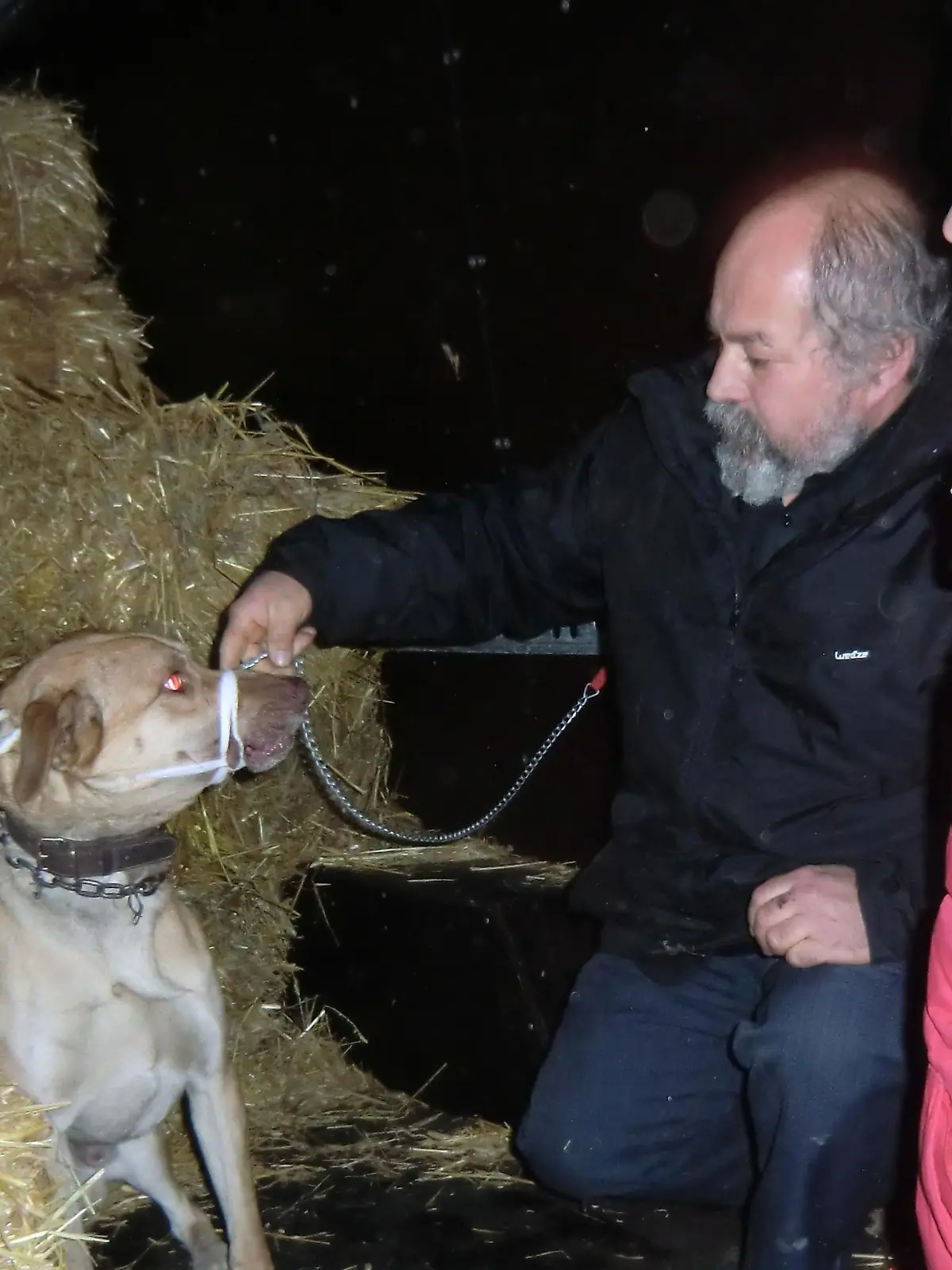 Tiergeschichten3 - Lahmender Hund eingefangen