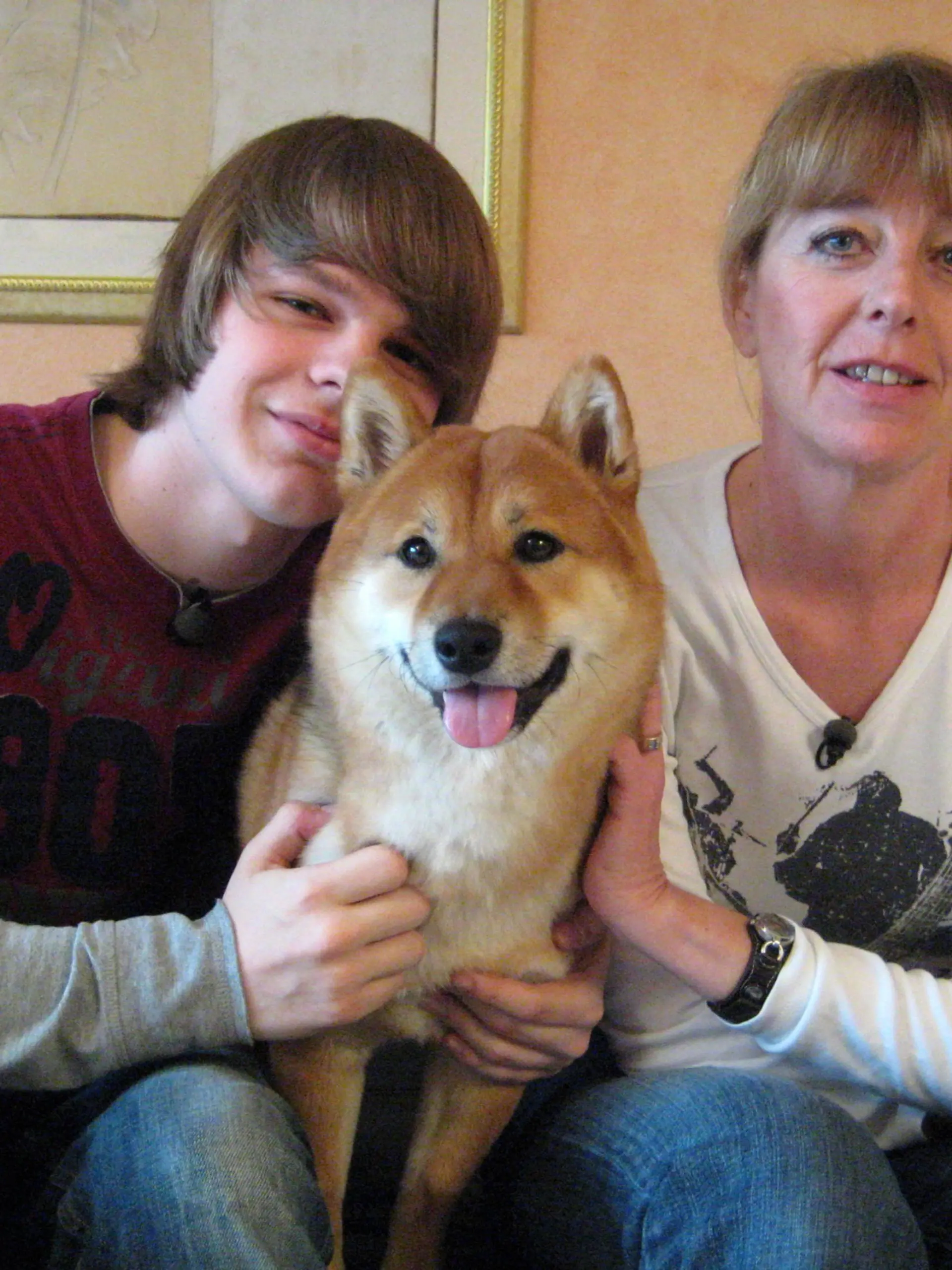 "Aki" heißt der Shiba Inu-Rüde, der mittlerweile ein sehr erwachsener und selbstständiger Hund geworden ist, der weder sein Spielzeug, noch etwas Fressbares wieder abgibt. Wer kann der Familie Schrader helfen?