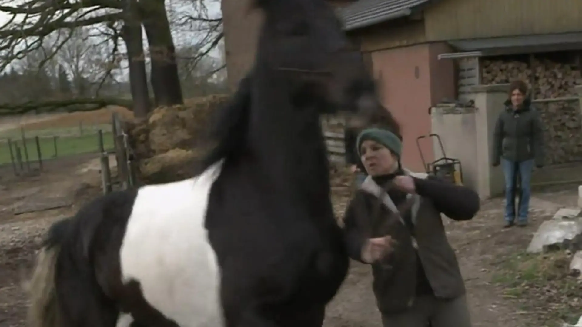 Timmy entpuppt sich als Problempferd