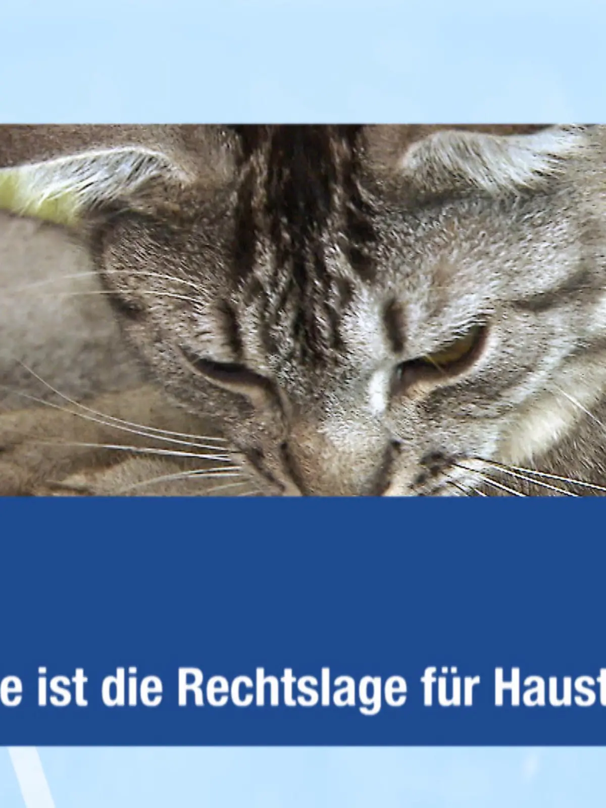 2. Bild Wie ist die Rechtslage fr Haustiere VOX