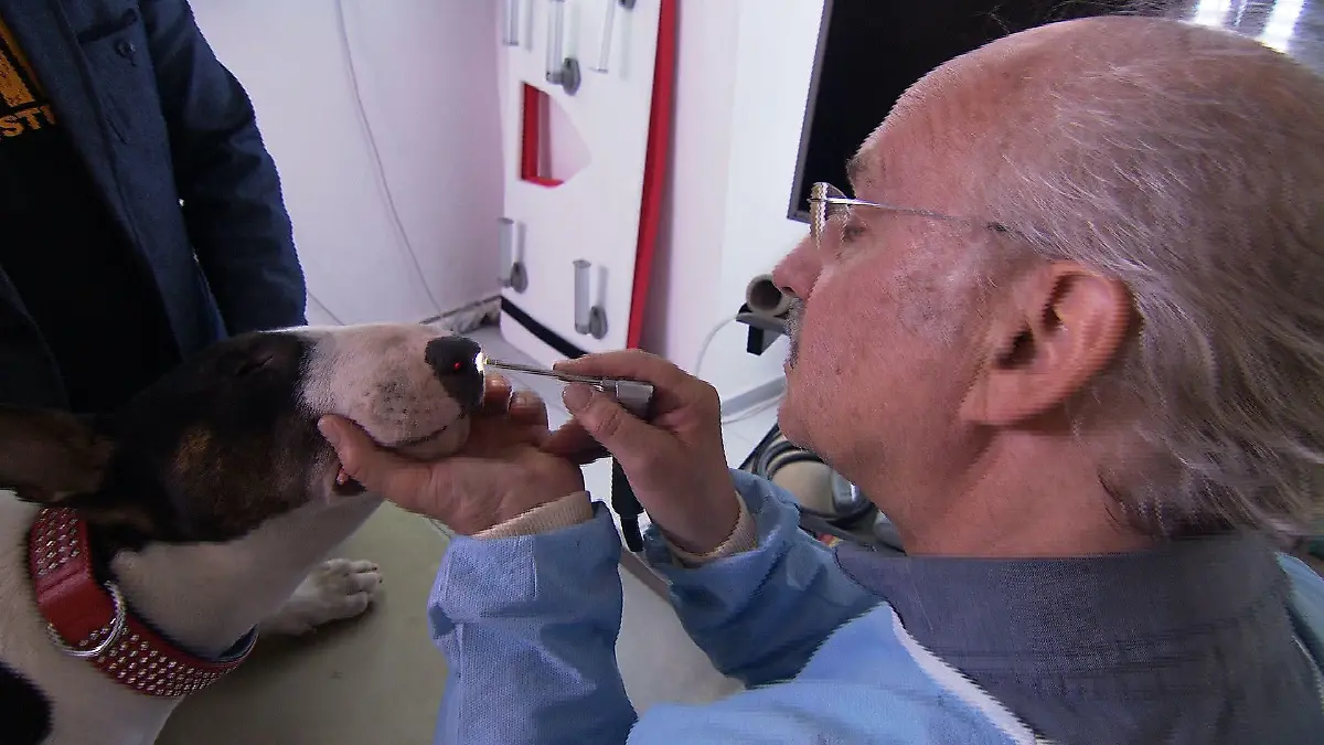 Sprechstunde - Dr. Wolf und Hund mit Nasenbluten