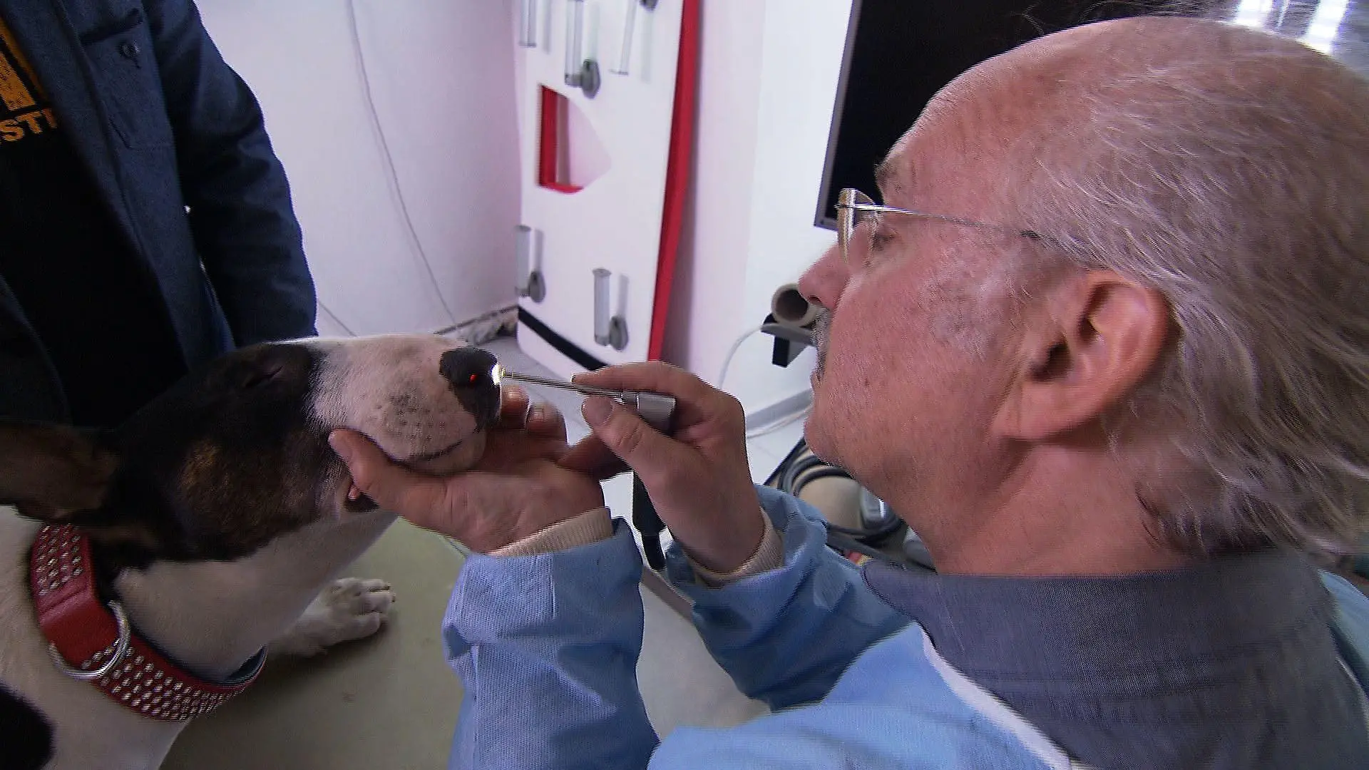 Sprechstunde - Dr. Wolf und Hund mit Nasenbluten