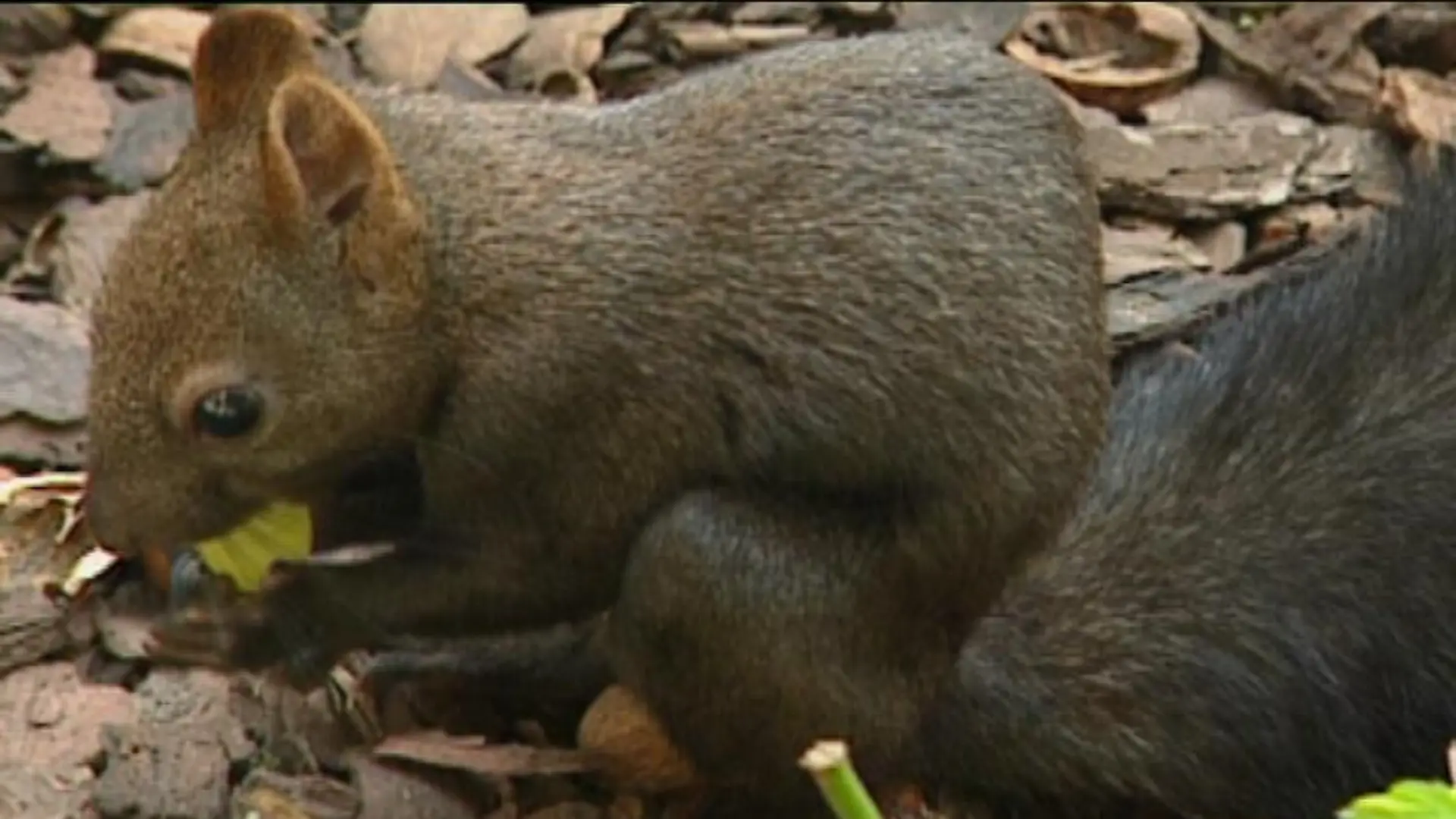 tiergeschichten1 eichhrnchen