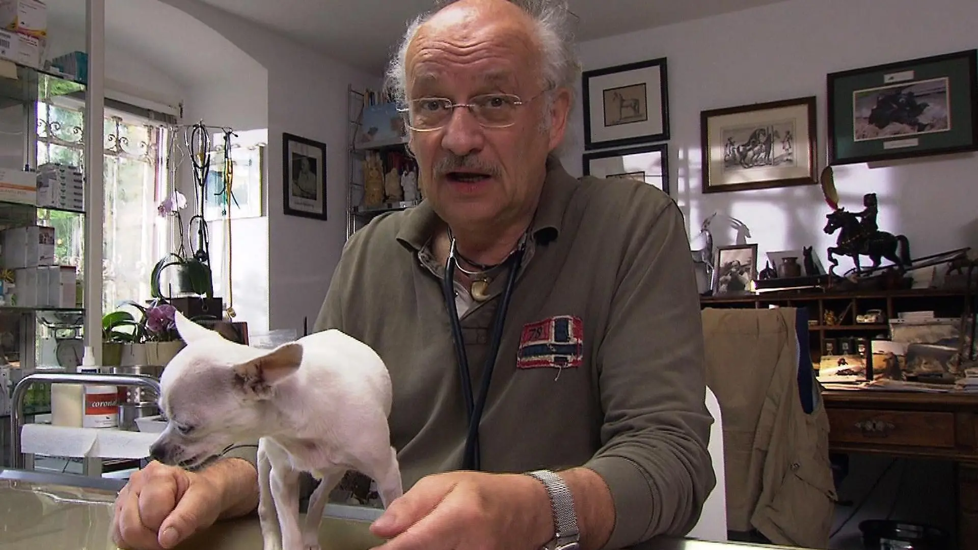 Sprechstunde Dr. Wolf und Chihuahua mit Ataxie (1)