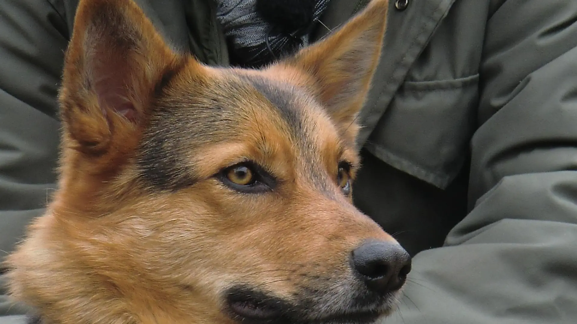 Tiere in Not 3 - Amy