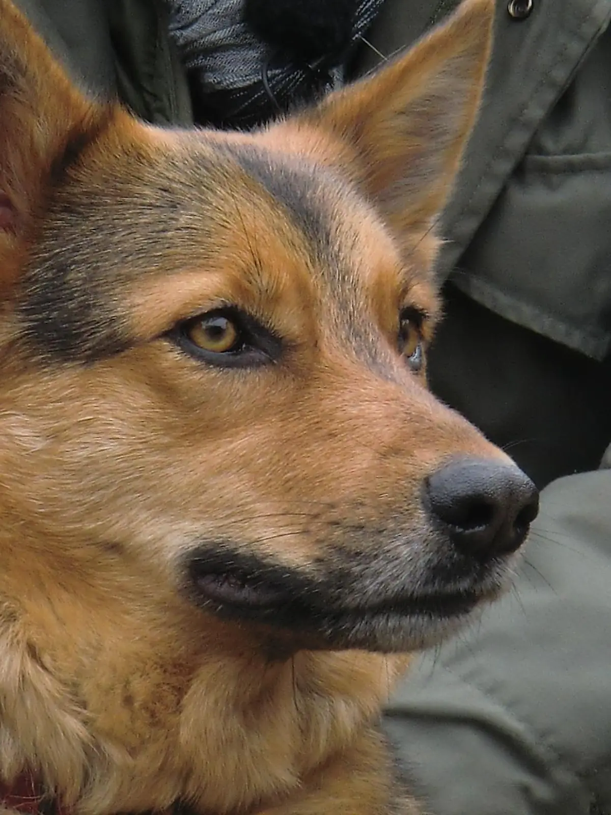 Tiere in Not 3 - Amy