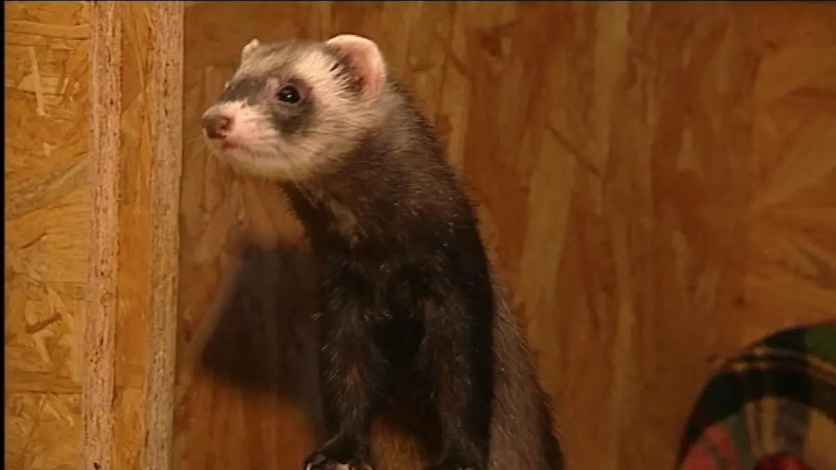 tiergeschichten3 a