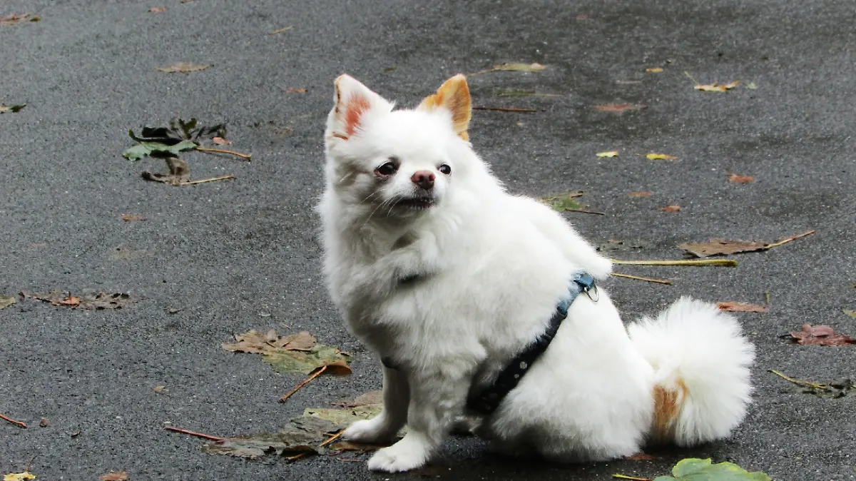 Chihuahua 'Joel' ist viel zu dick und total verzogen.