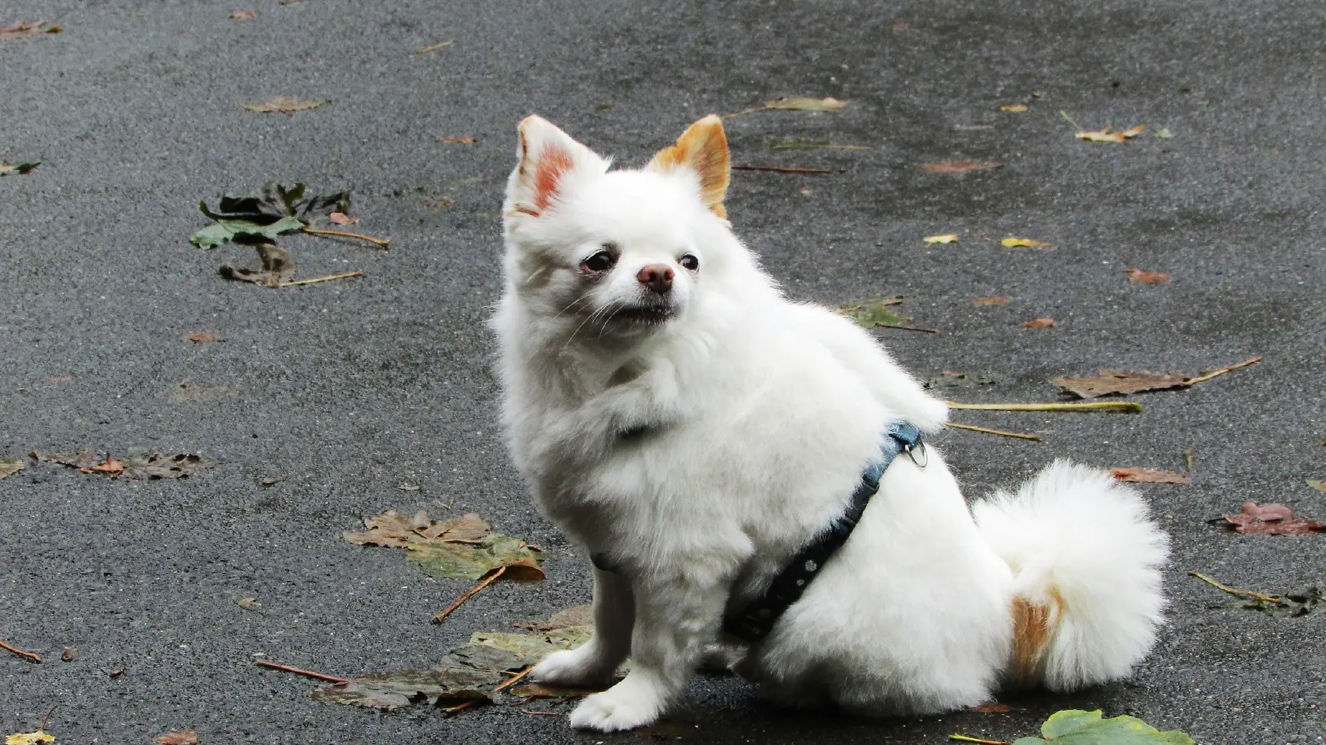 Chihuahua 'Joel' ist viel zu dick und total verzogen.
