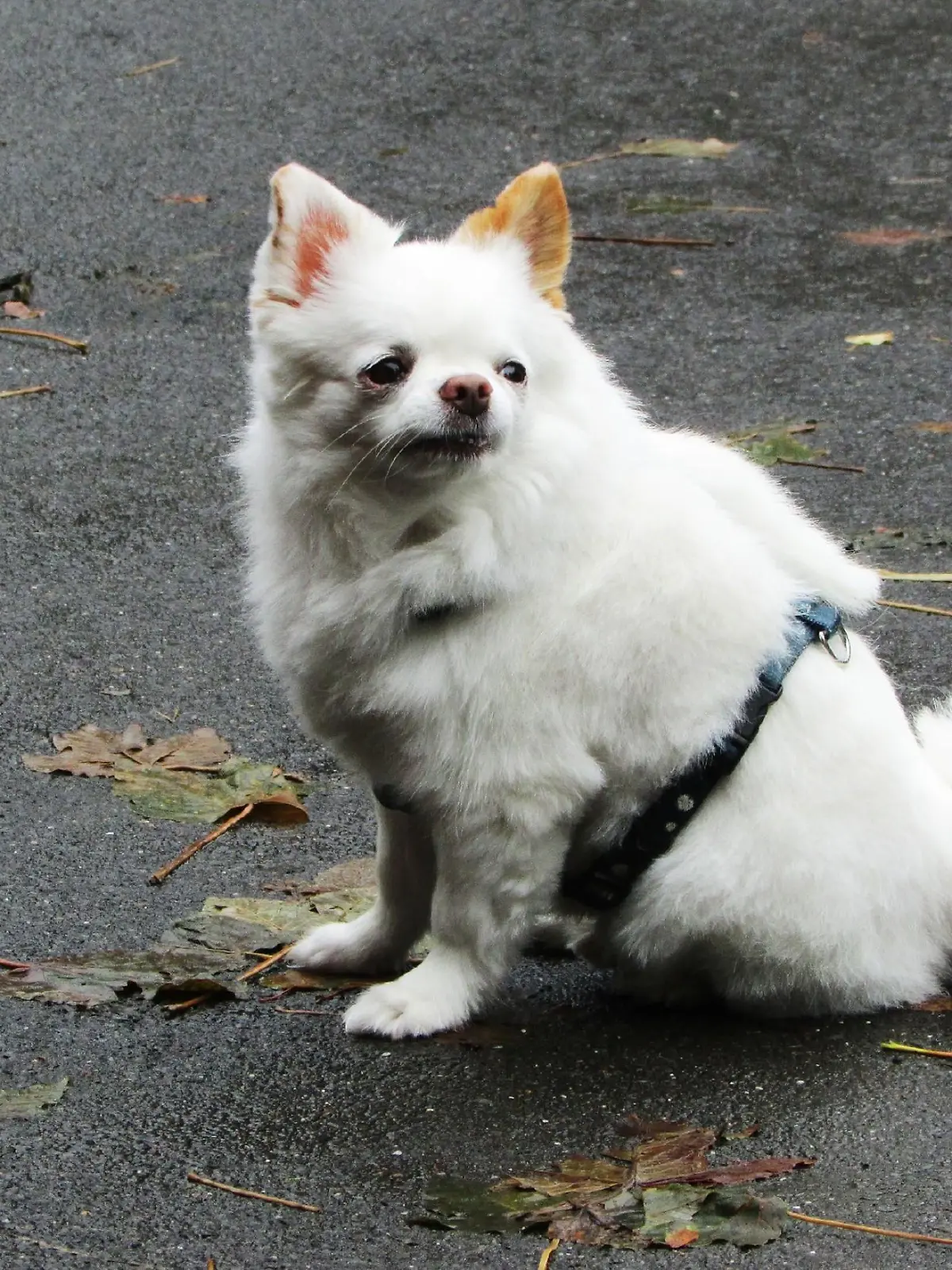 Chihuahua 'Joel' ist viel zu dick und total verzogen.