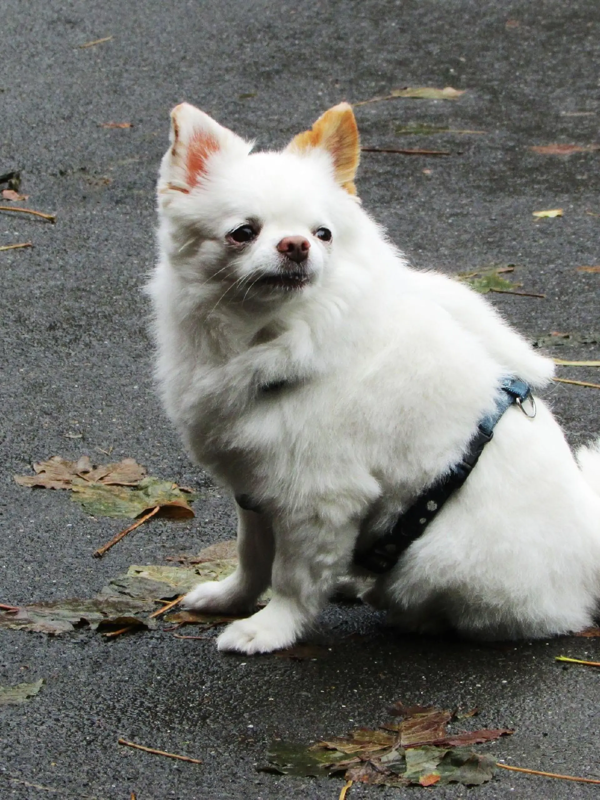 Chihuahua 'Joel' ist viel zu dick und total verzogen.