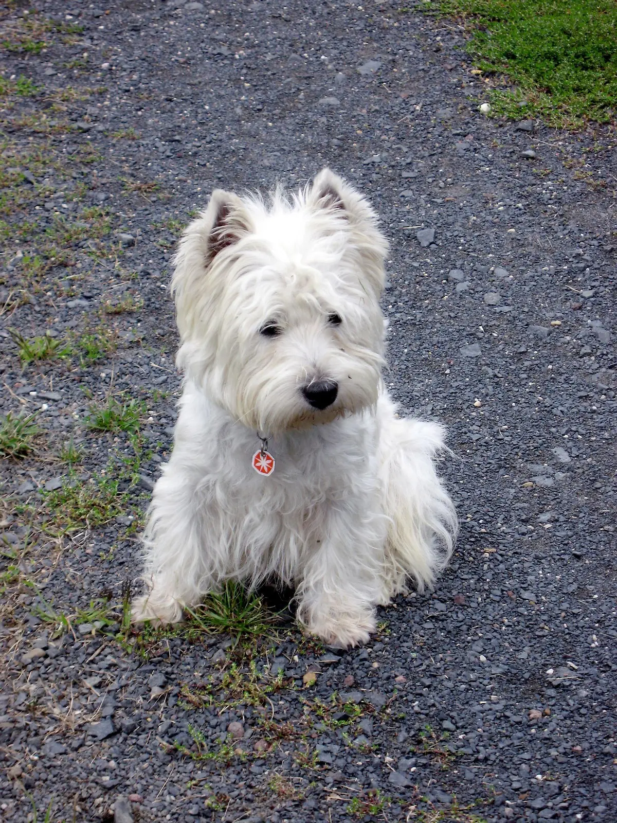 West Highland-Terrier Kenzo.