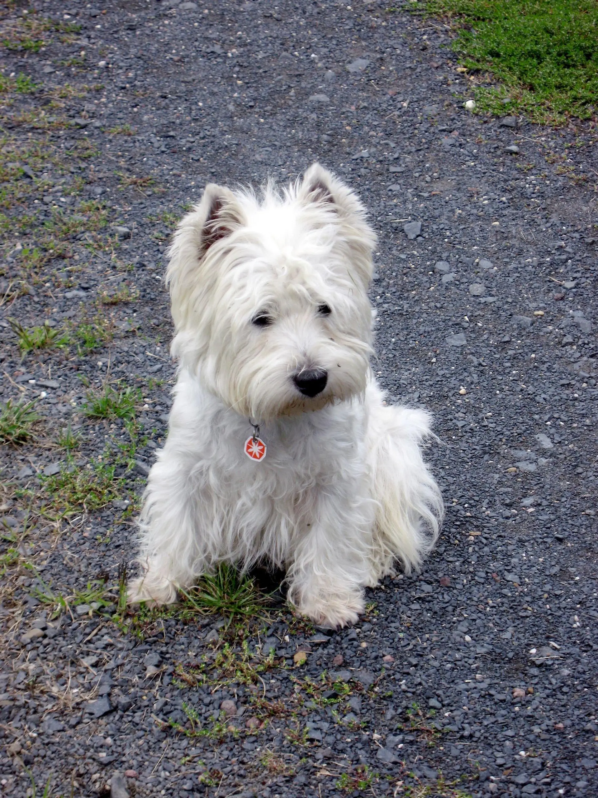 West Highland-Terrier Kenzo.