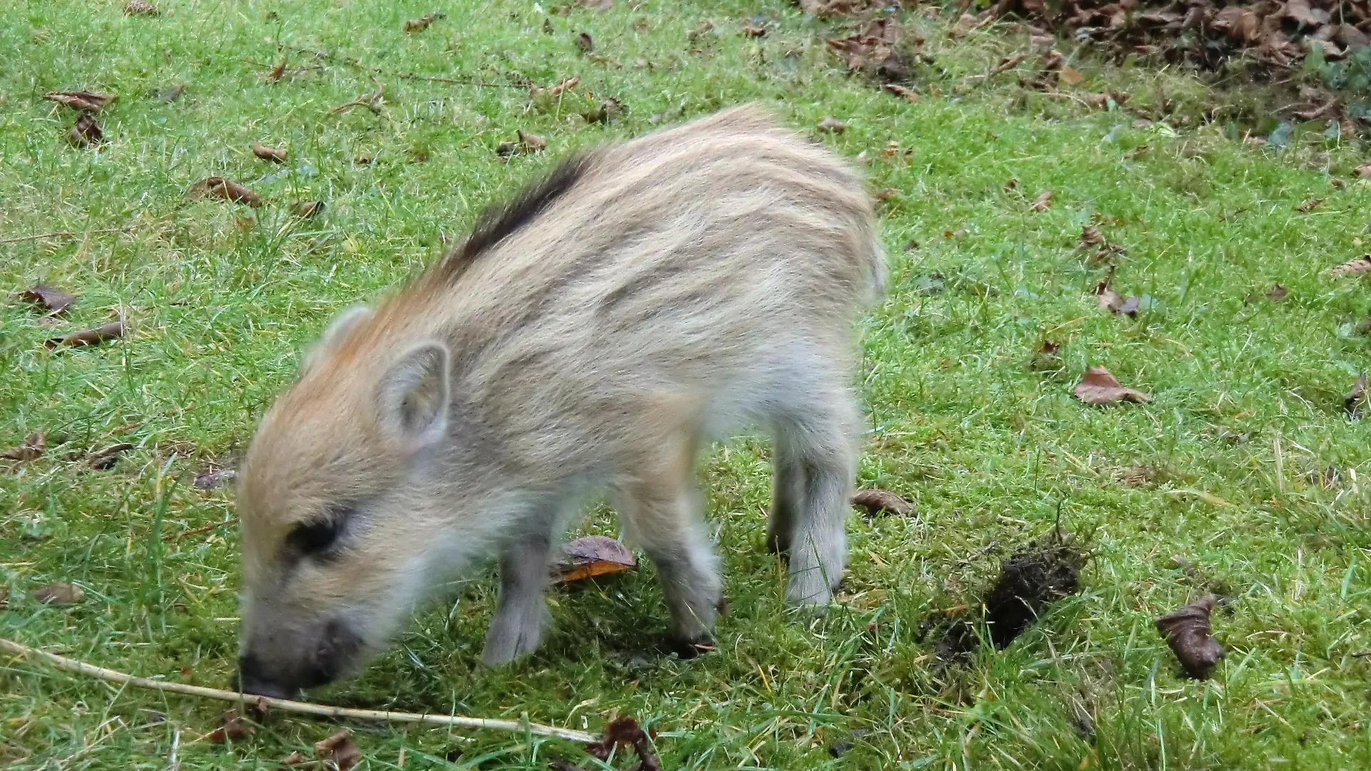 Tiere in Not 1 - Frischling Paul