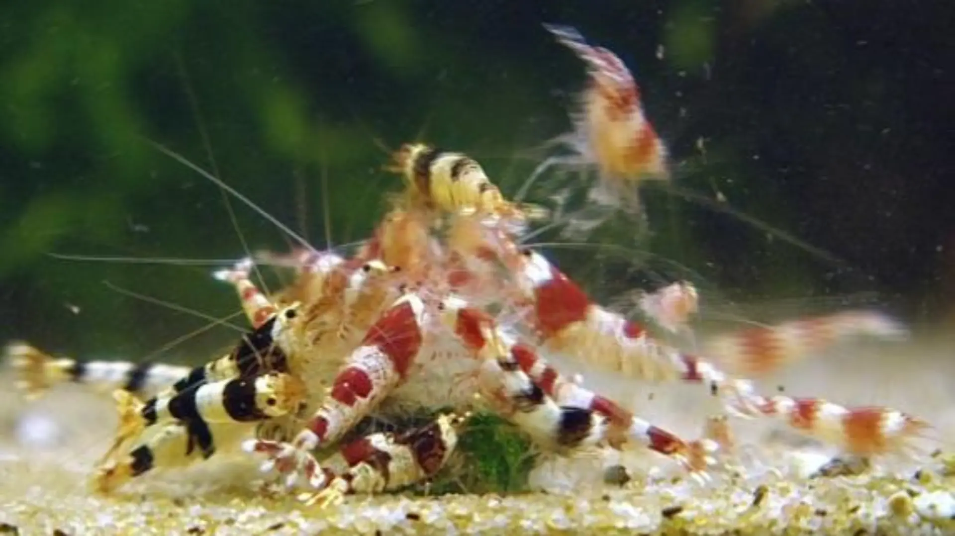 tiergeschichten7 a2