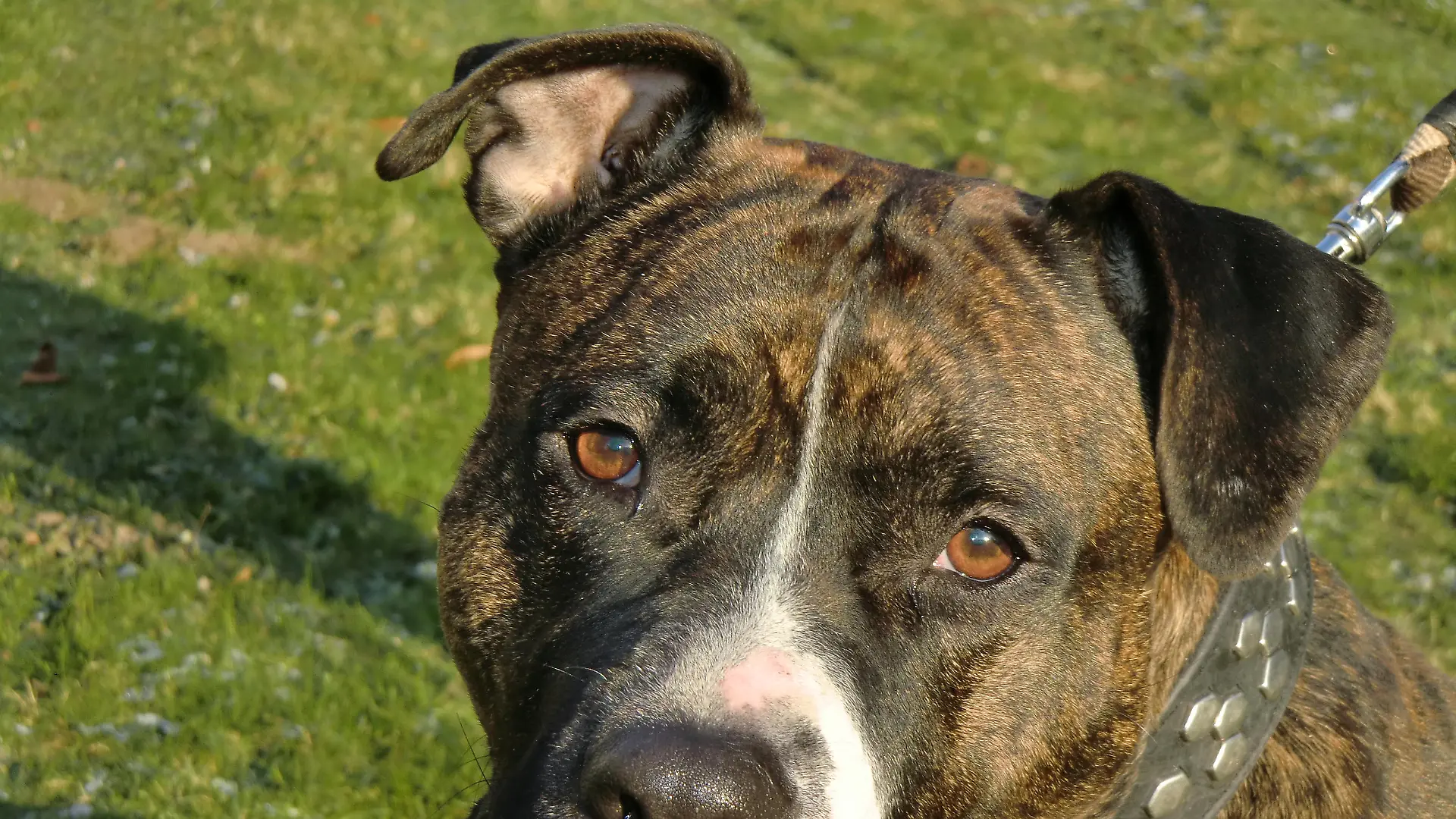 Tiere in Not 1 - Bild 1 - Rolex