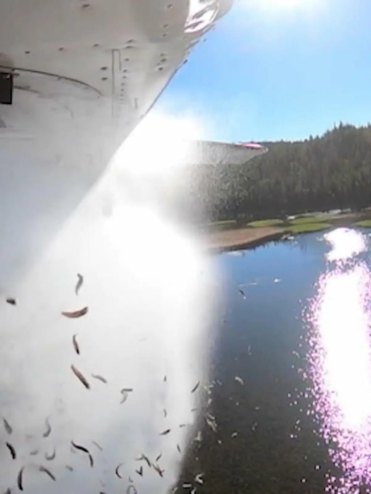 Warum fliegen hier Tausende von Fischen durch die Luft über einem See in Utah, USA?