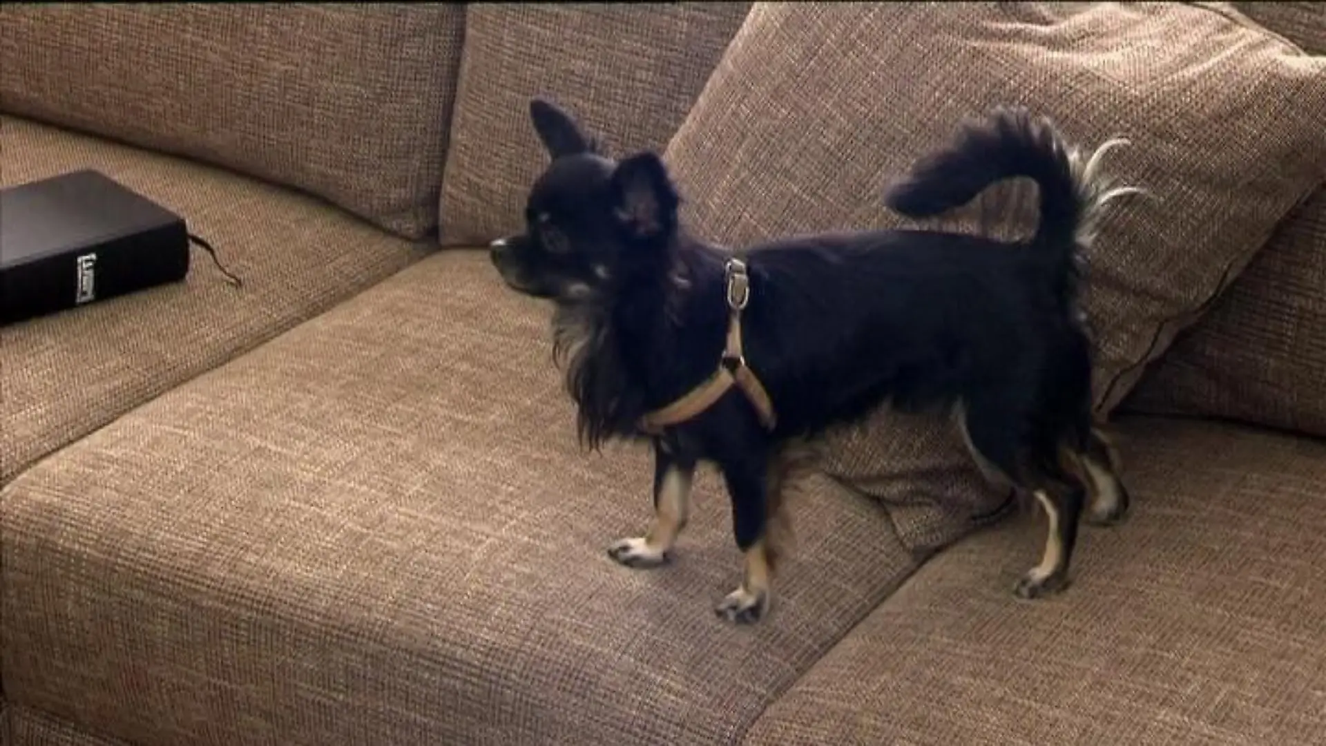 hundeprofi 2