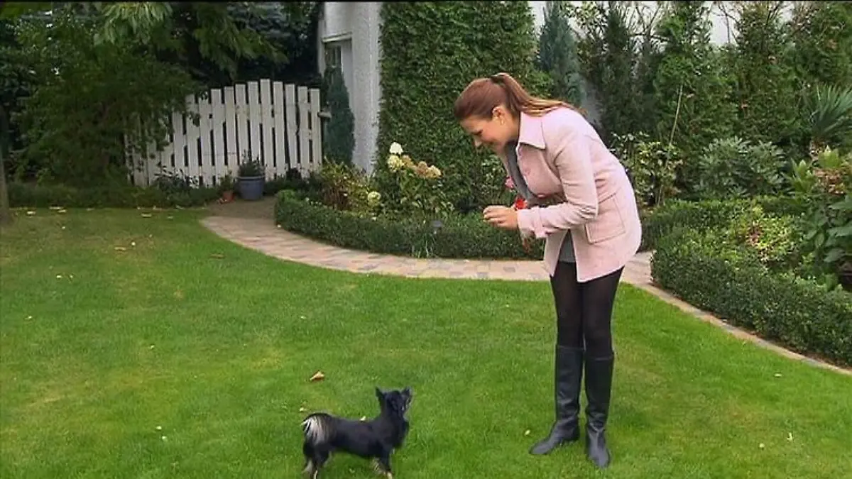 hundeprofi 1