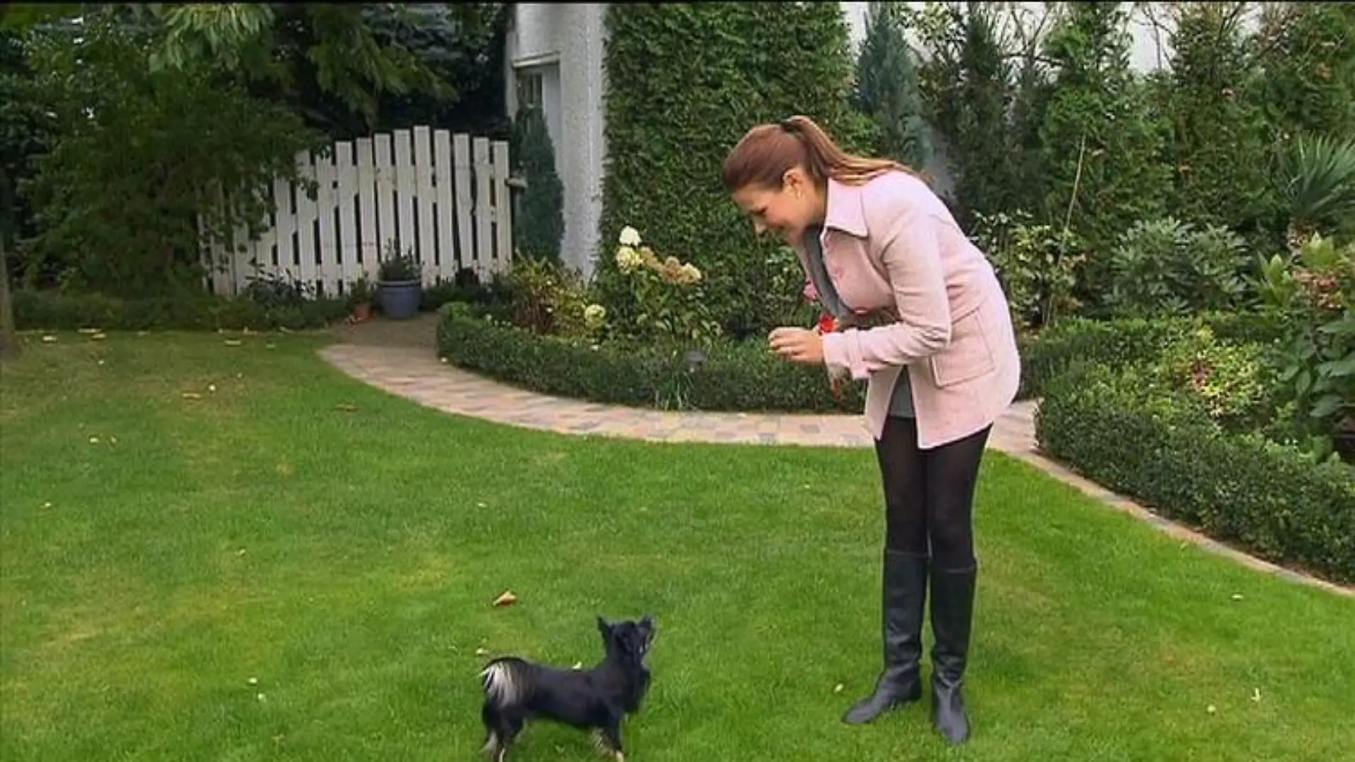 hundeprofi 1