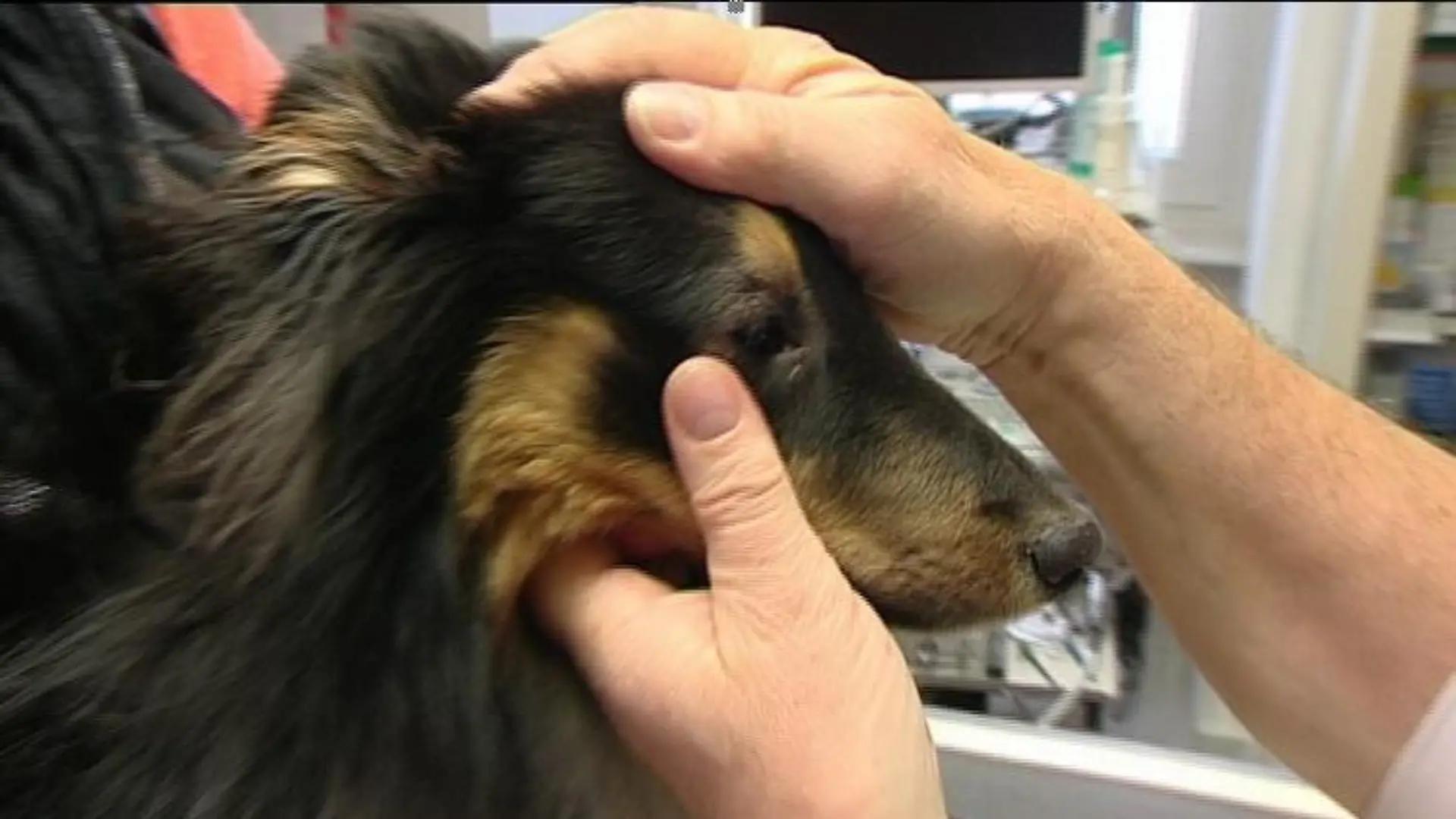 sprechstunde1 sheltie