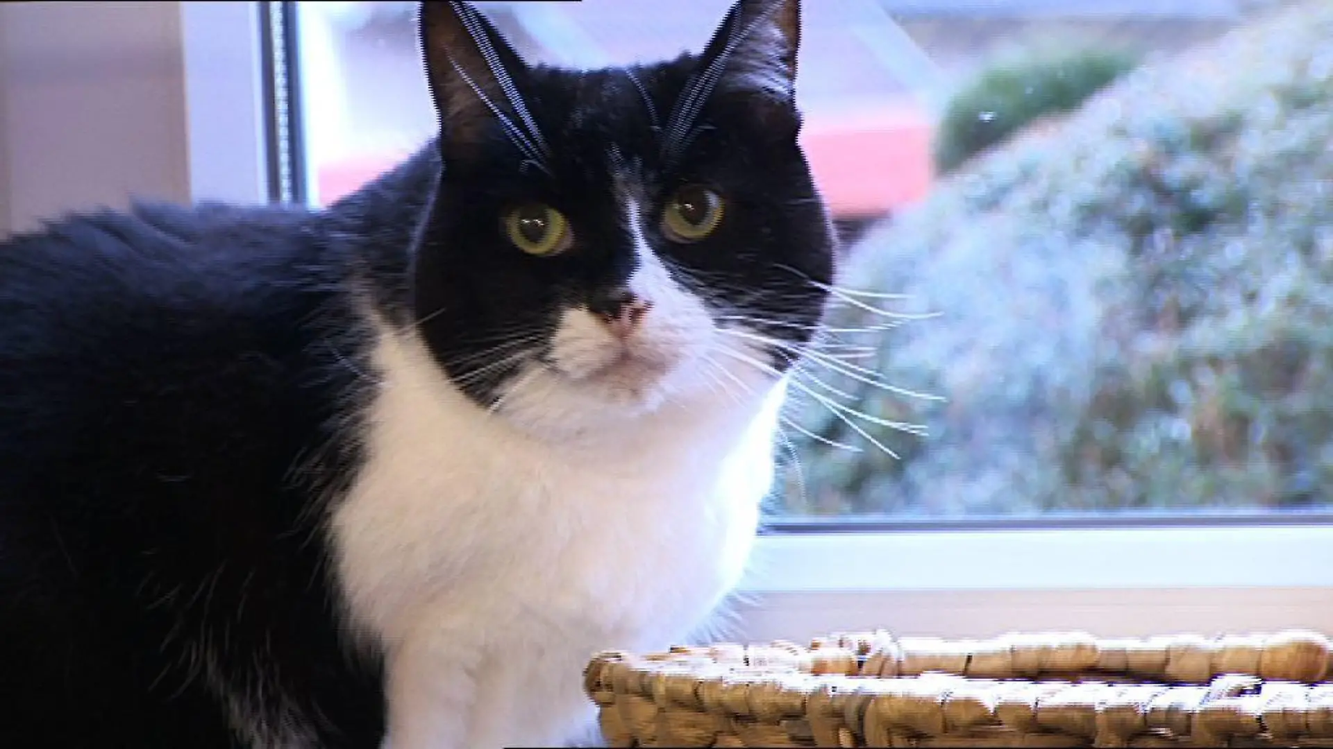 Katzentherapeutin Finchen