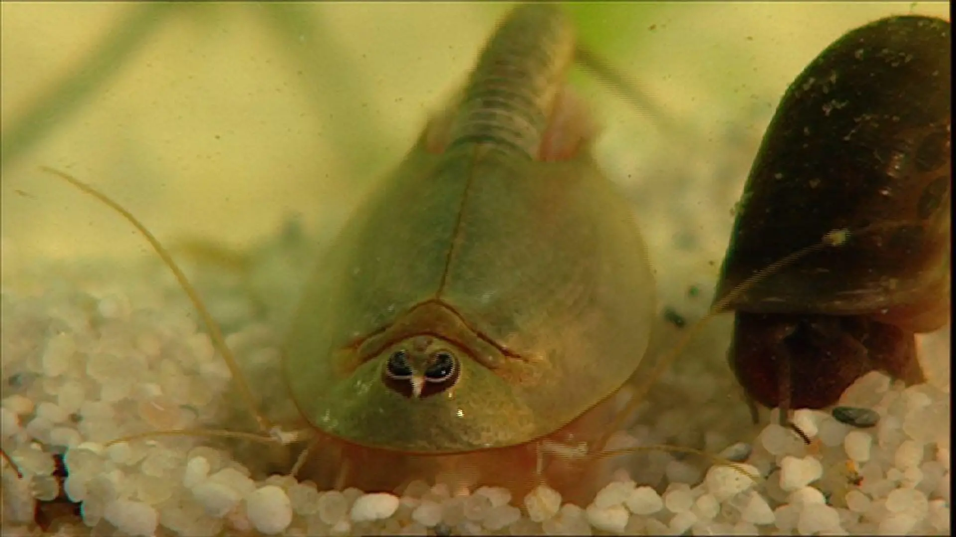 Tiergeschichten 2 - Bild 2 - Triops