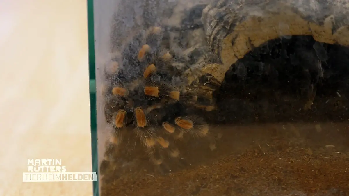 Martin Rütters Tierheimhelden: Gut, dass dieses Krabbeltier gefunden wurde und gut verschlossen in seinem Terrarium sitzt.