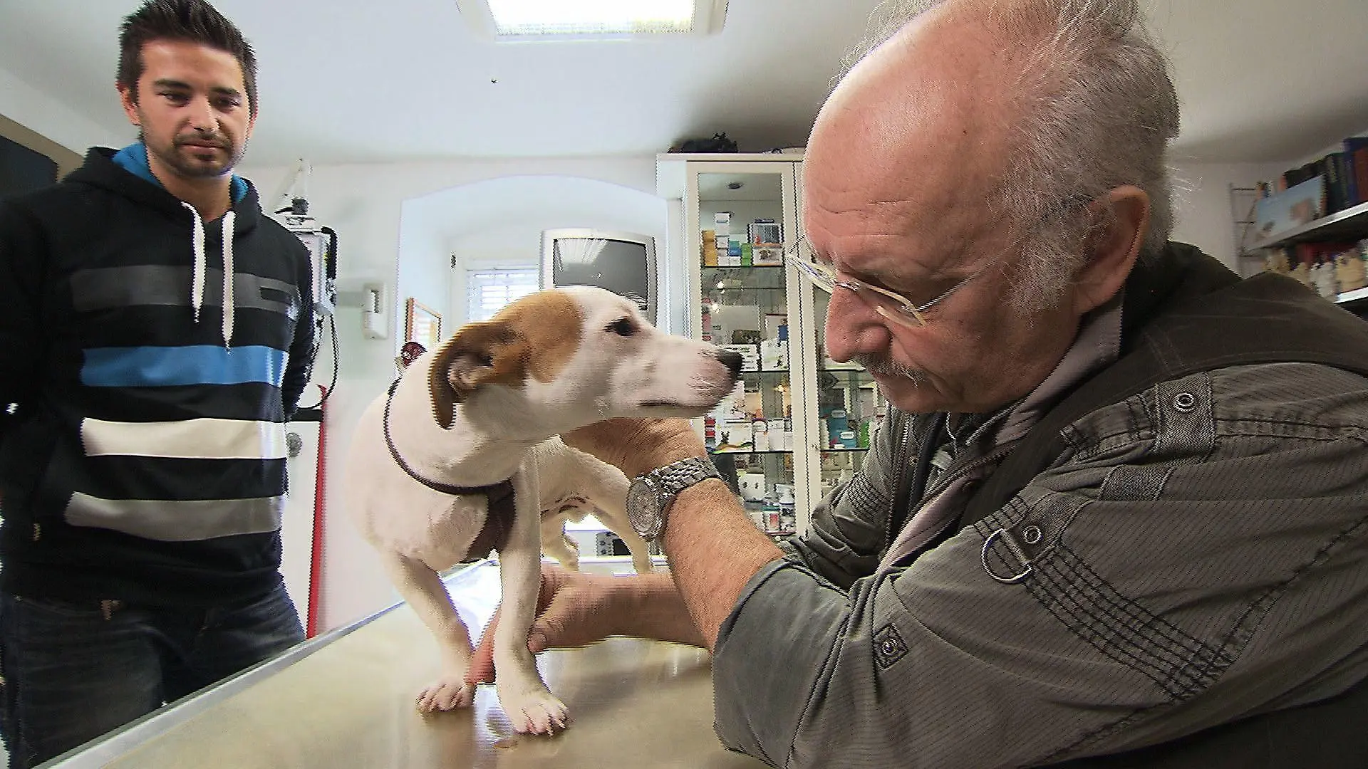 Sprechstunde - Dr. Wolf und Hund mit Pfotenverletzung