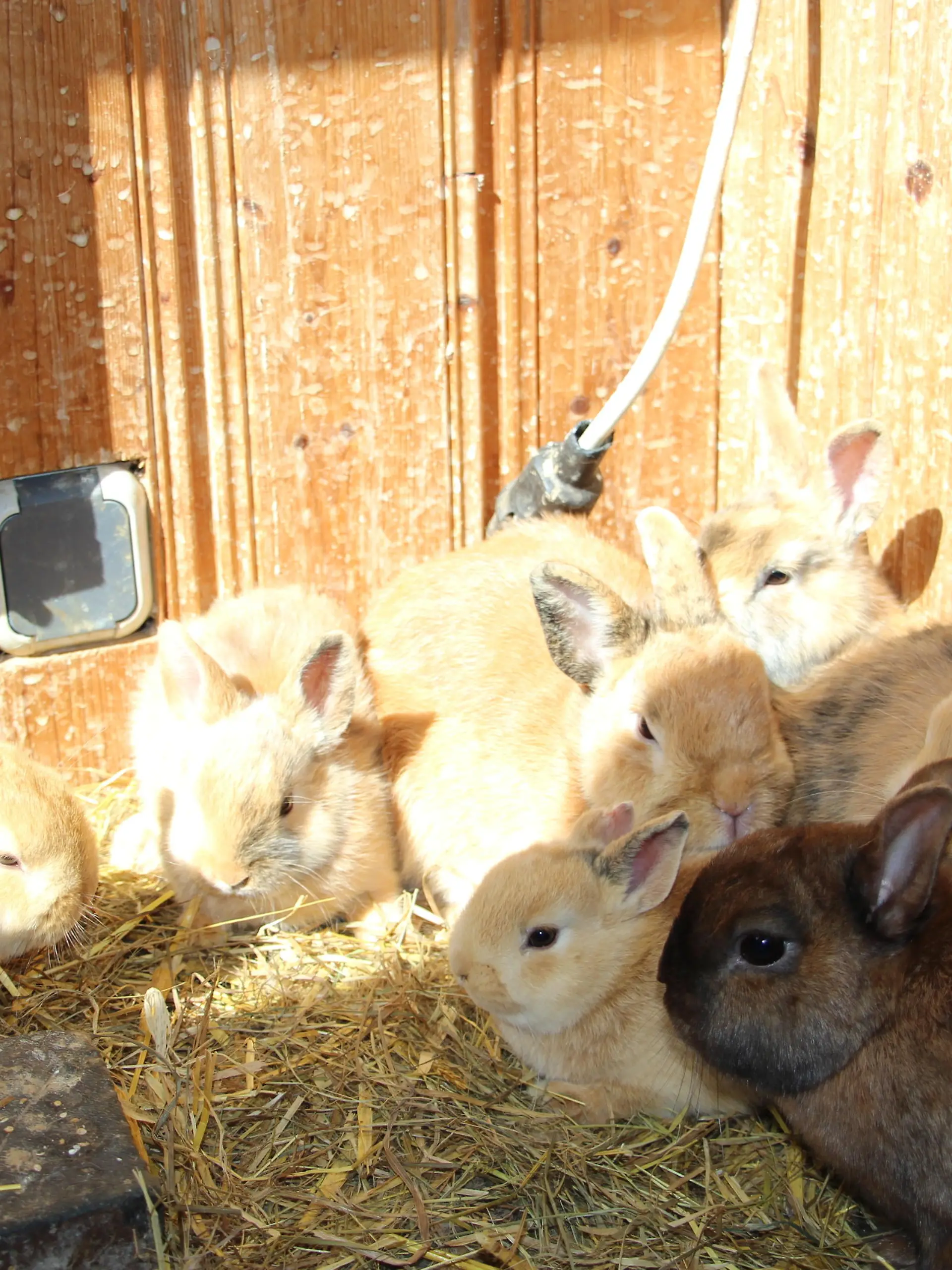 Kaninchen FW 9