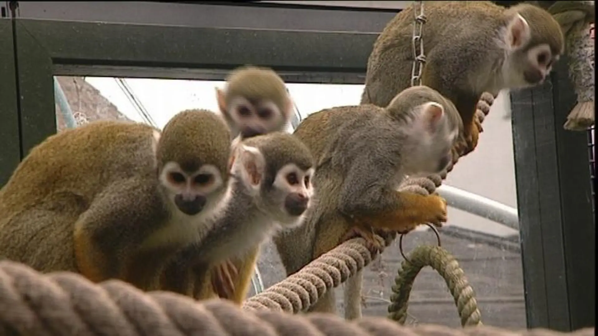 zusatzbild totenkopfaeffchen gruppe