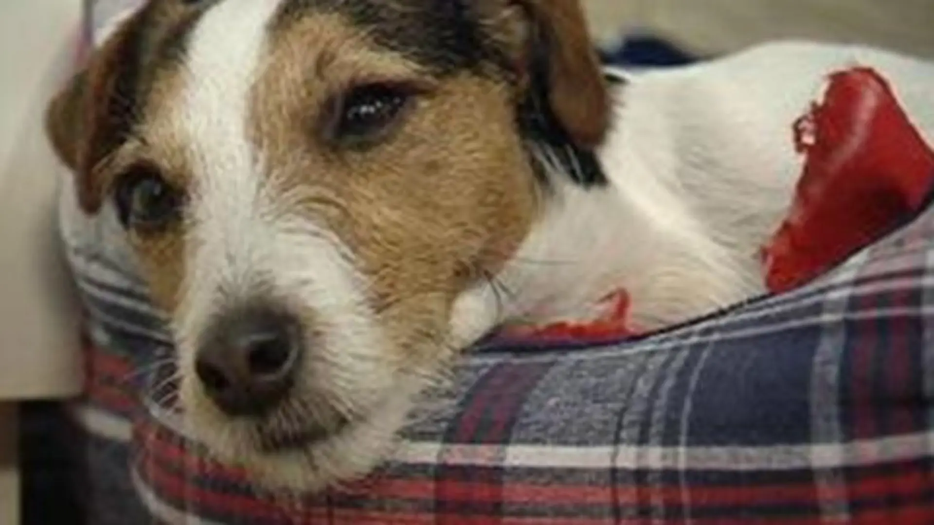 Tieranwalt - Terrierhndin Gina
