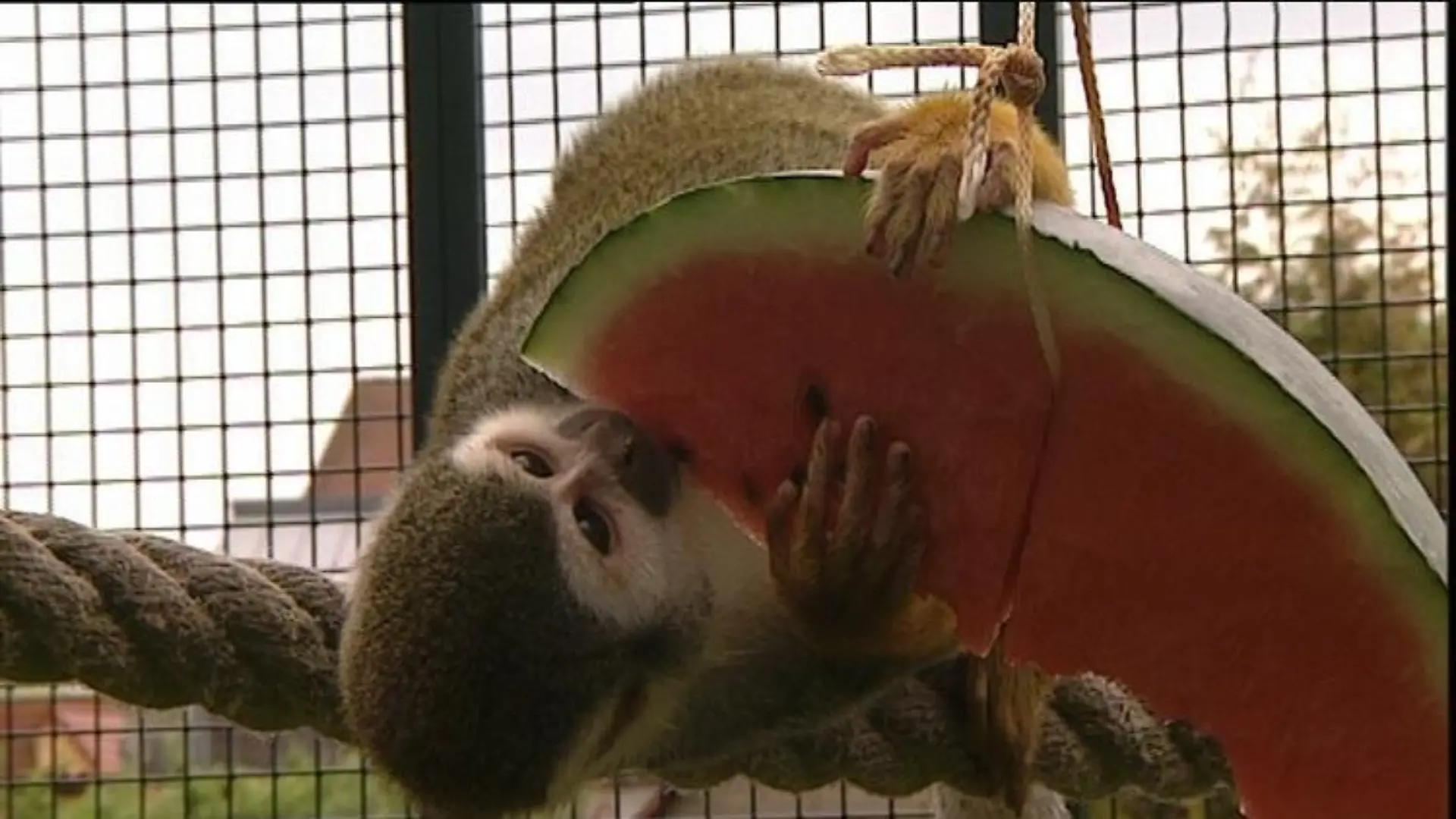 tiergeschichten2 totenkopfaeffchen melone