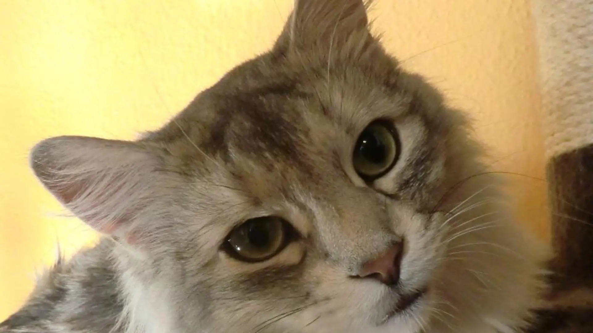 Tiere in Not - VOX-DOCMA TV - Frank Weber hilft Kater Tamino