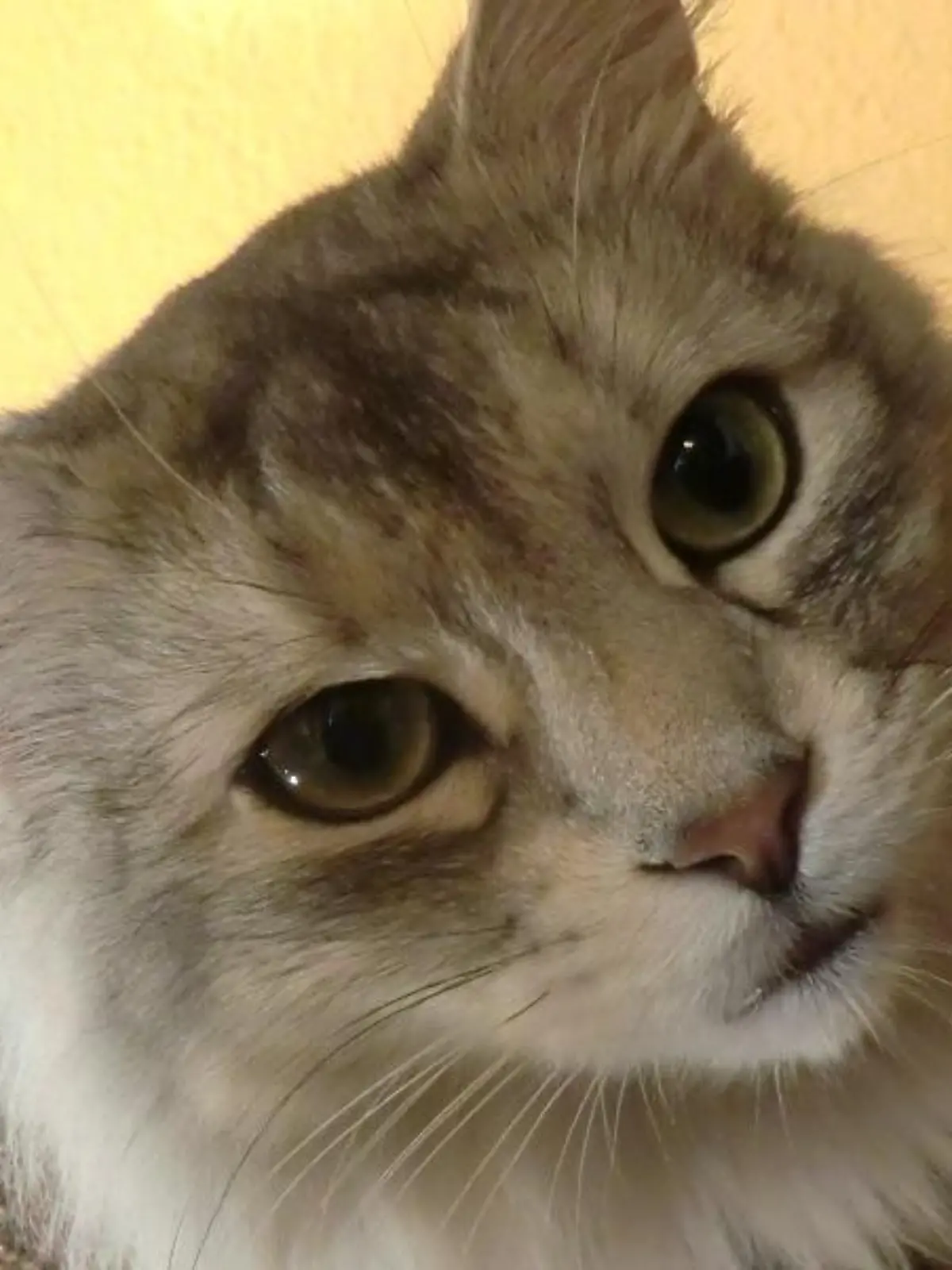 Tiere in Not - VOX-DOCMA TV - Frank Weber hilft Kater Tamino