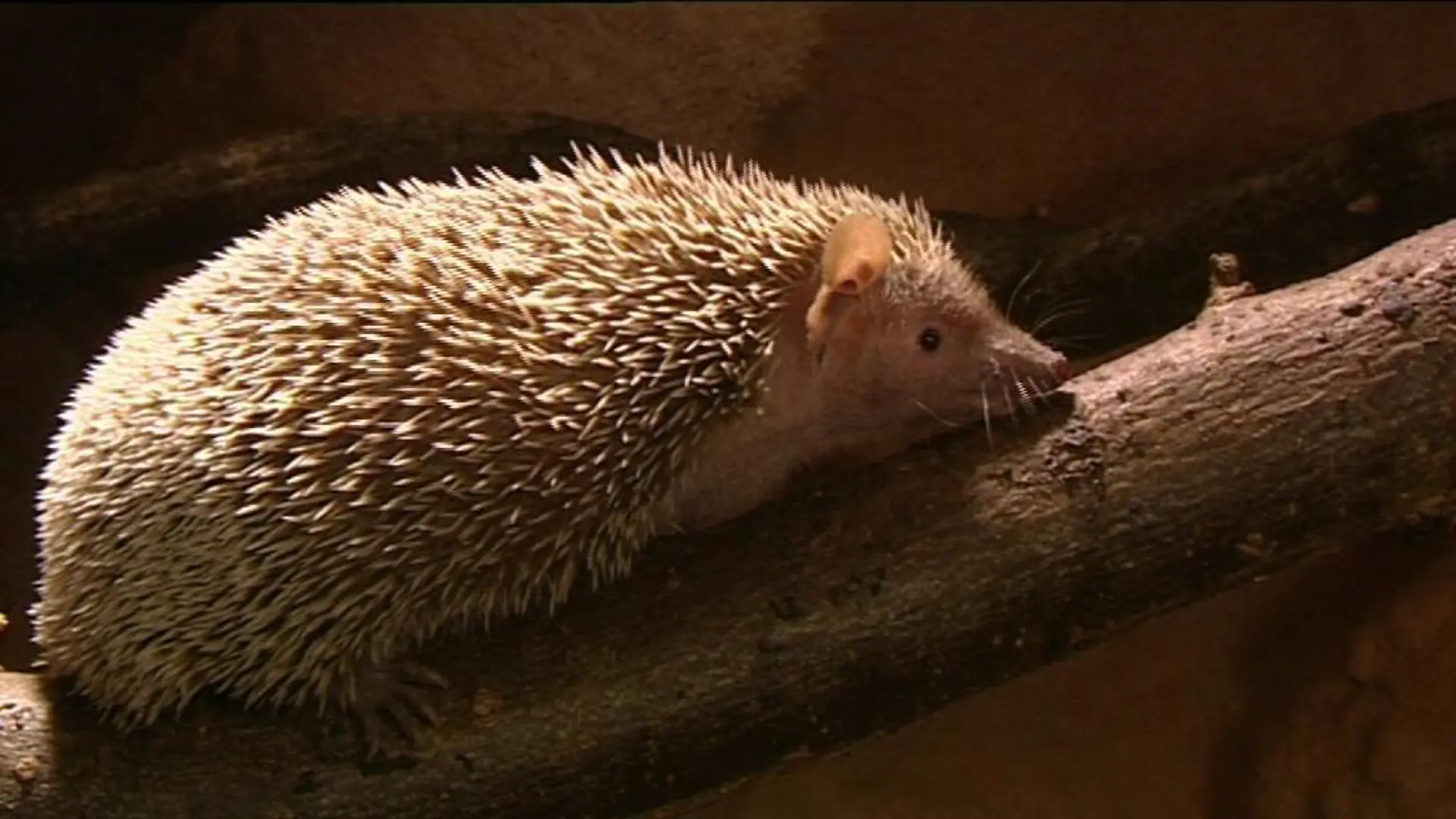 tiergeschichten2 1