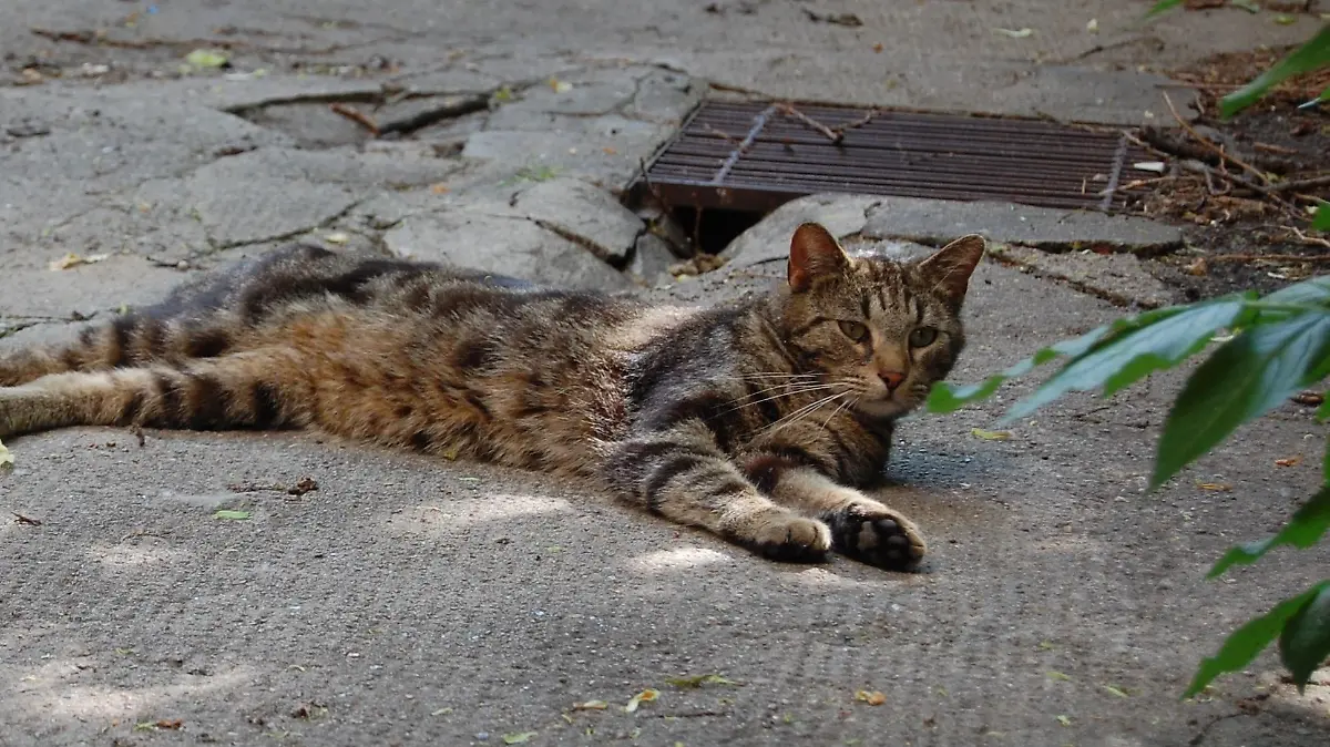 Projekt Kitty 2