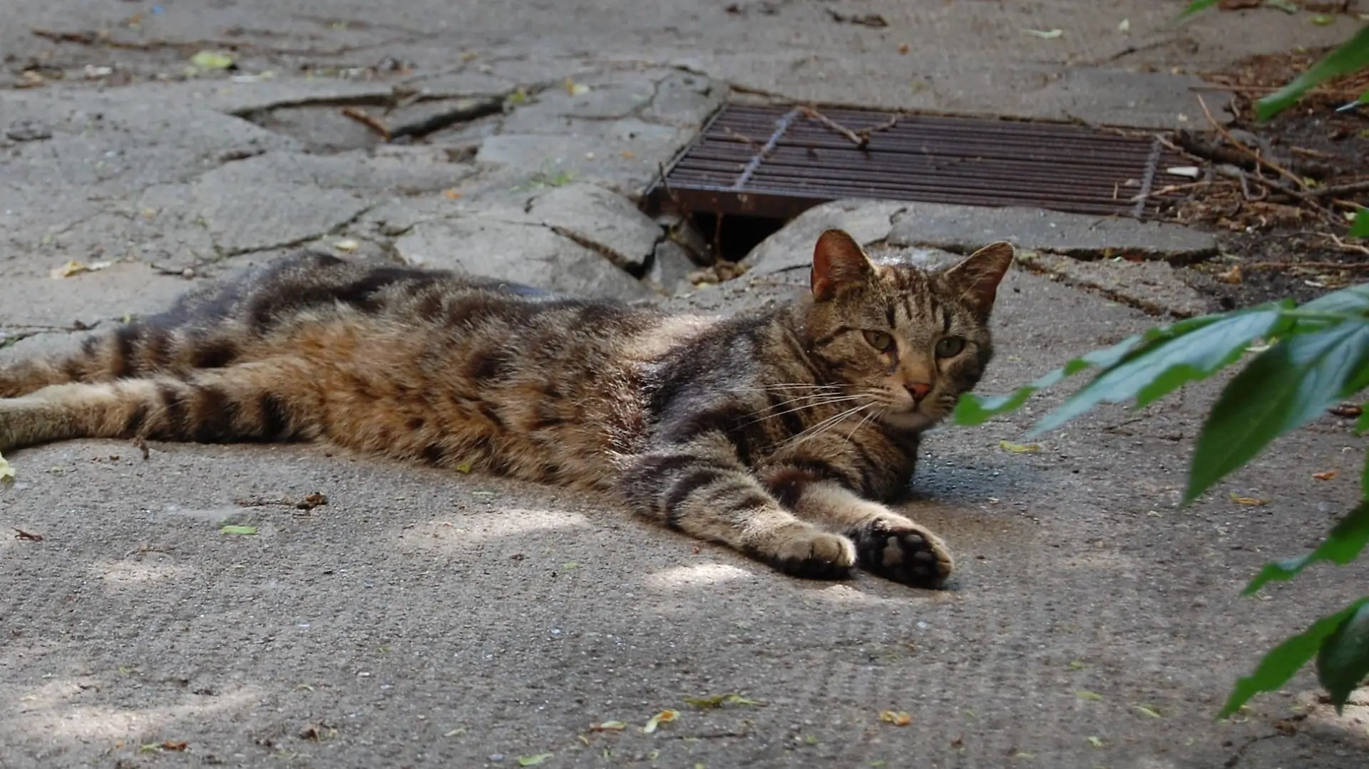 Projekt Kitty 2