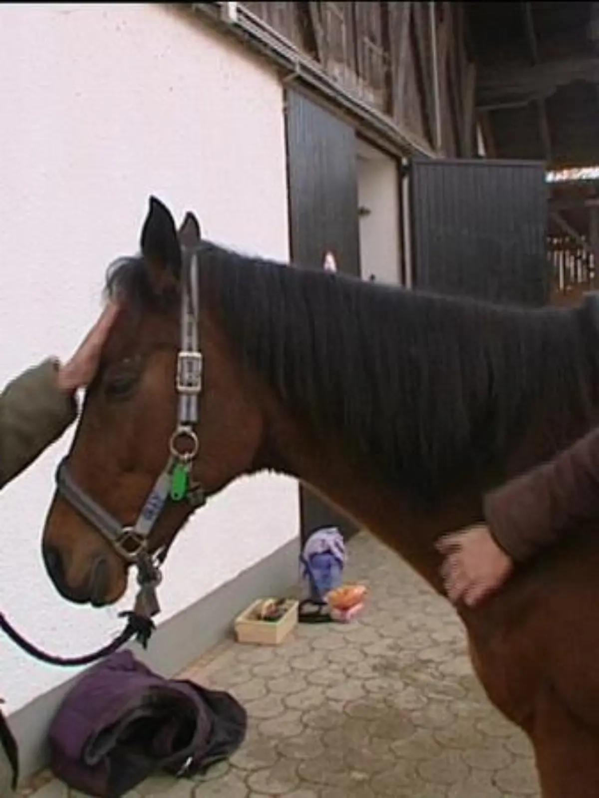 Tiere in Not Frank Weber Ann-Katrin und Abby