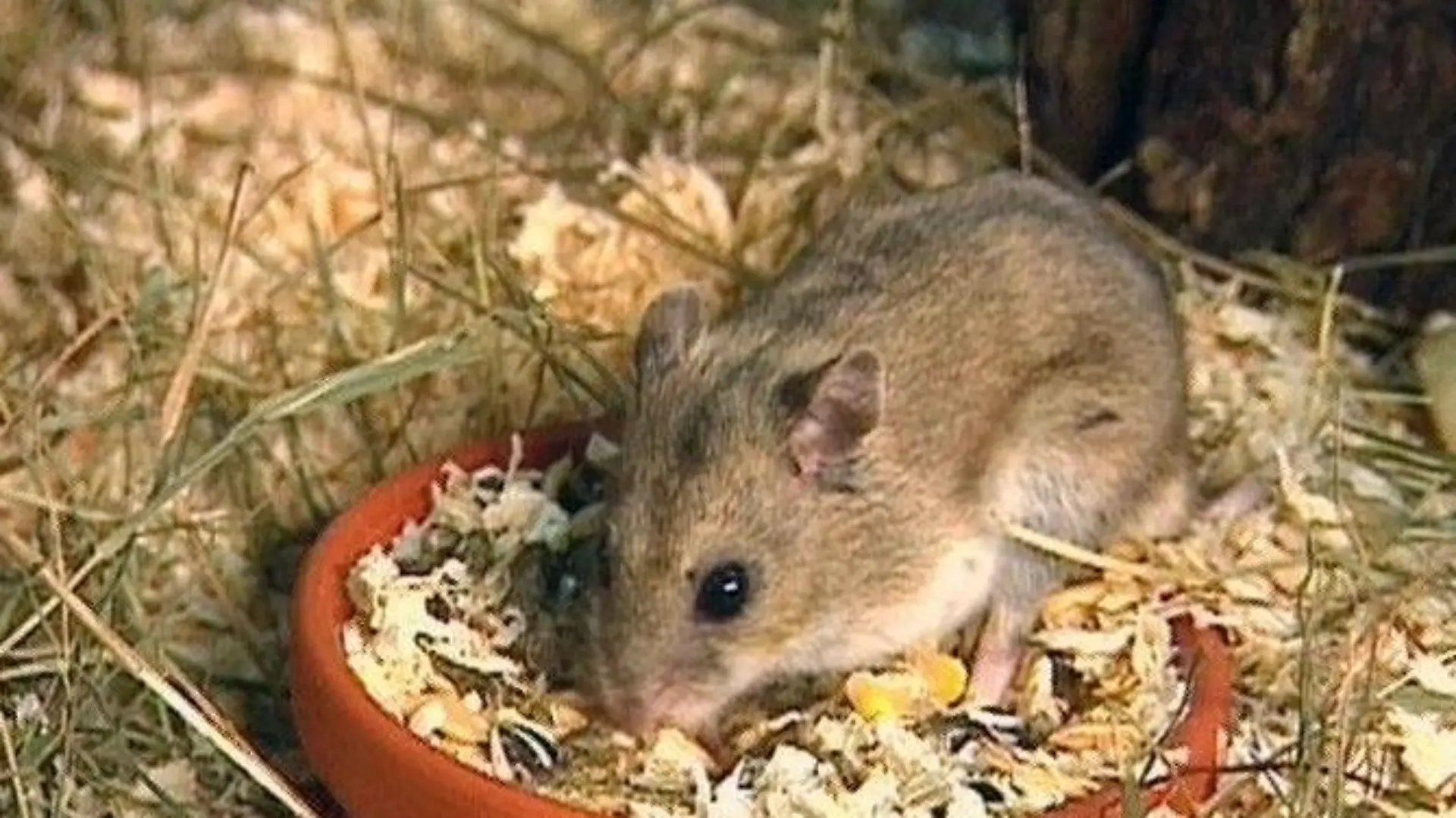 hamster 02