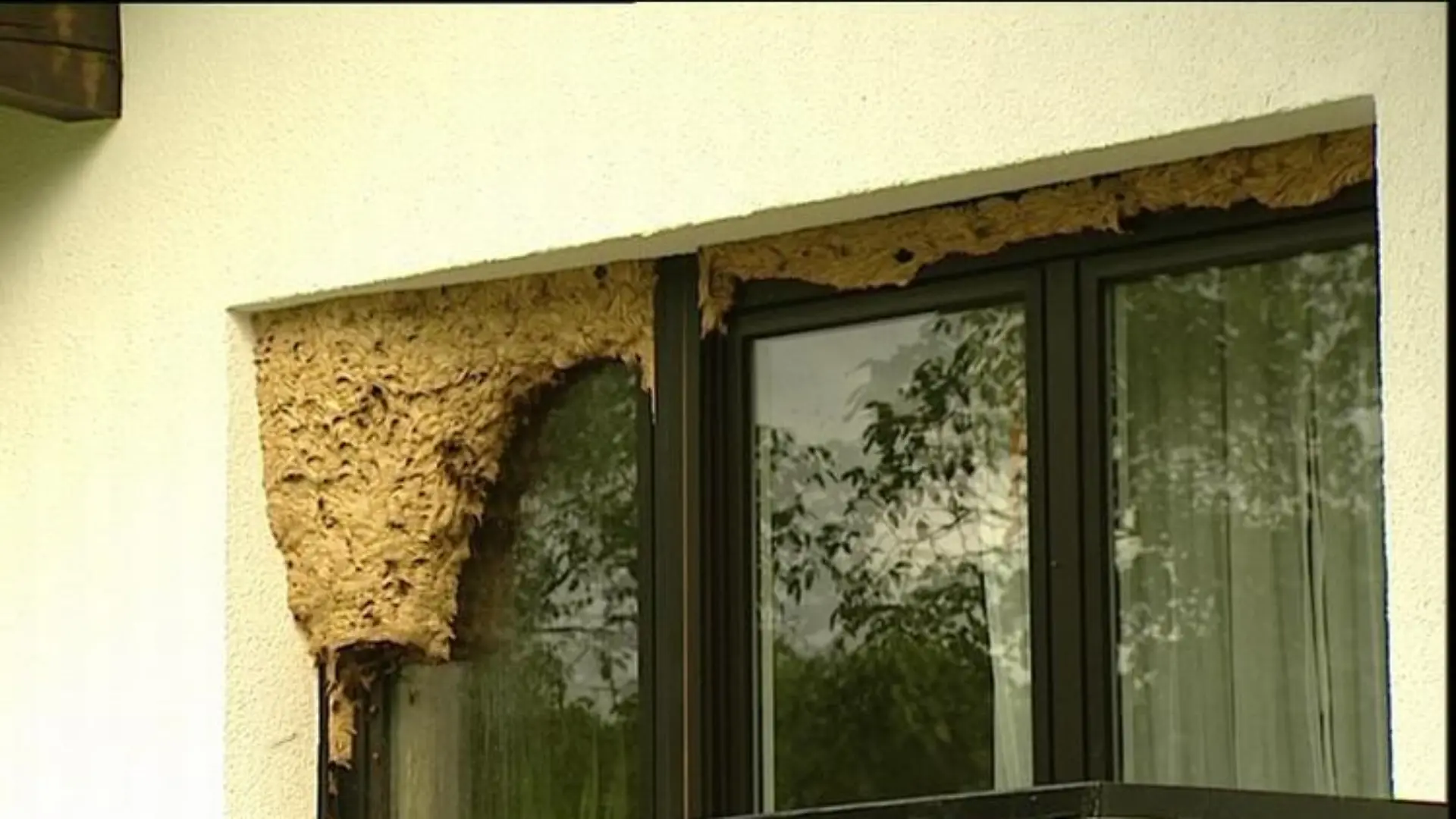 Tiergeschichten1 Hornissen Fenster